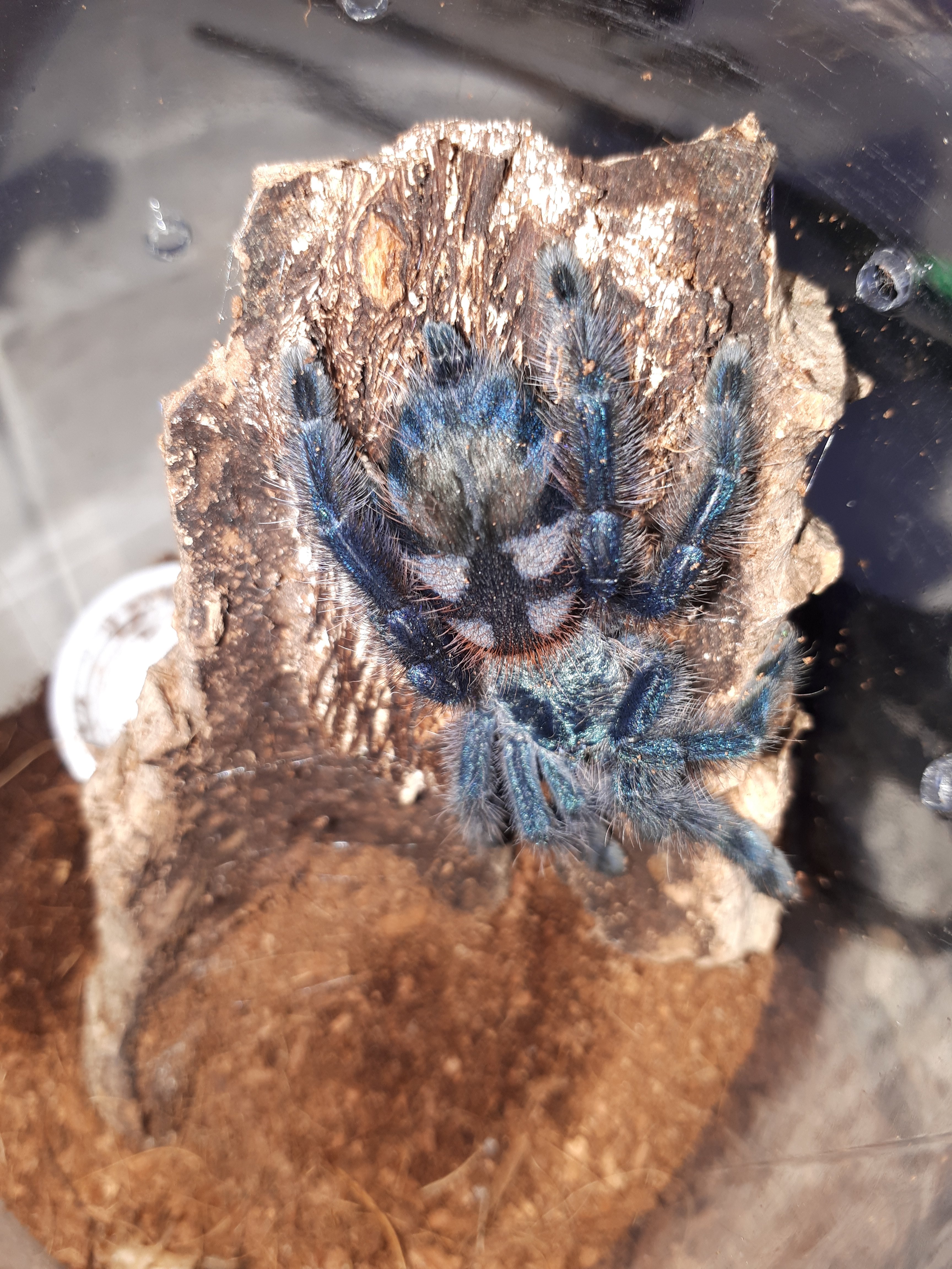 C versi (large sling)