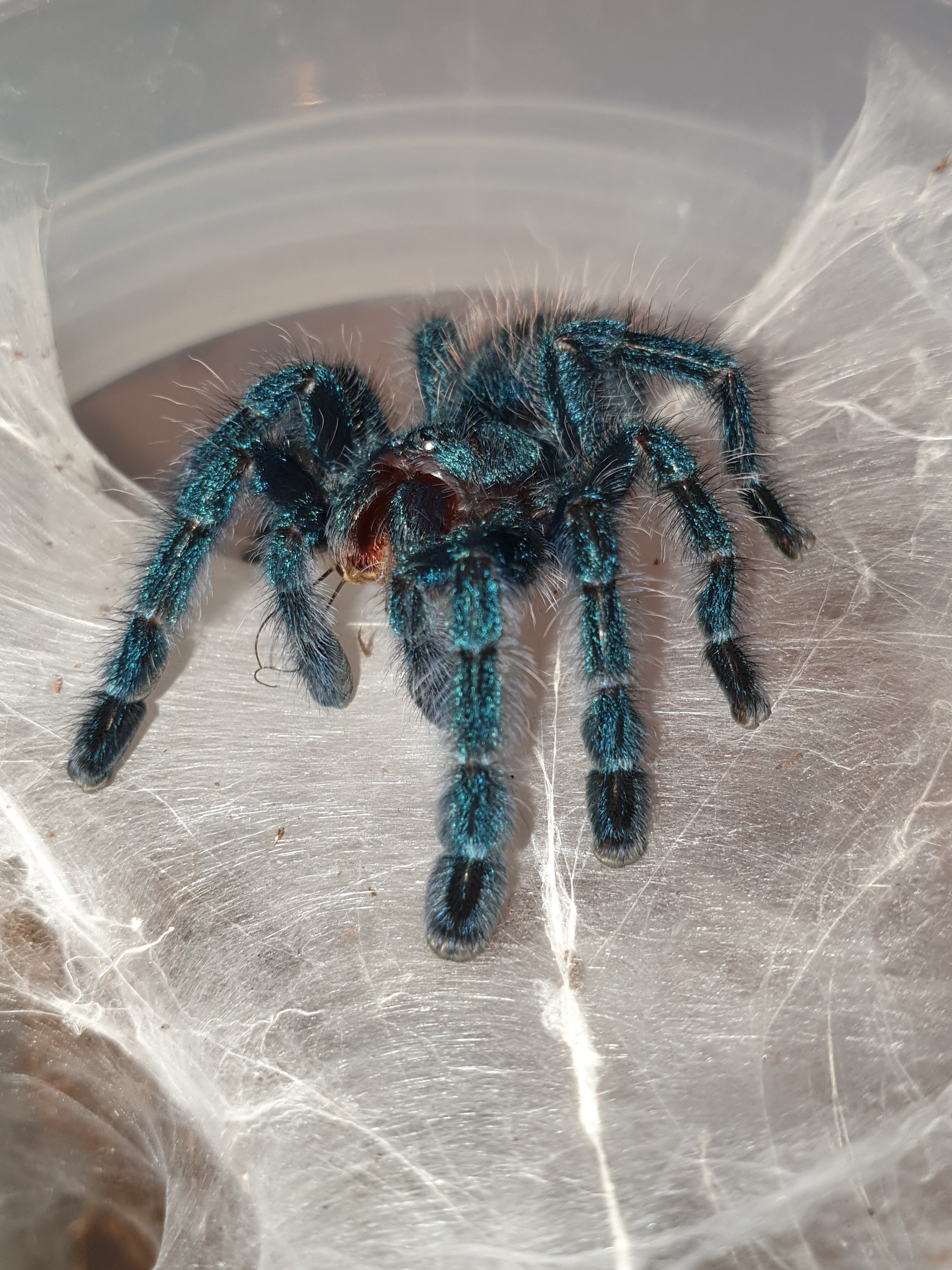 C versi (large sling)