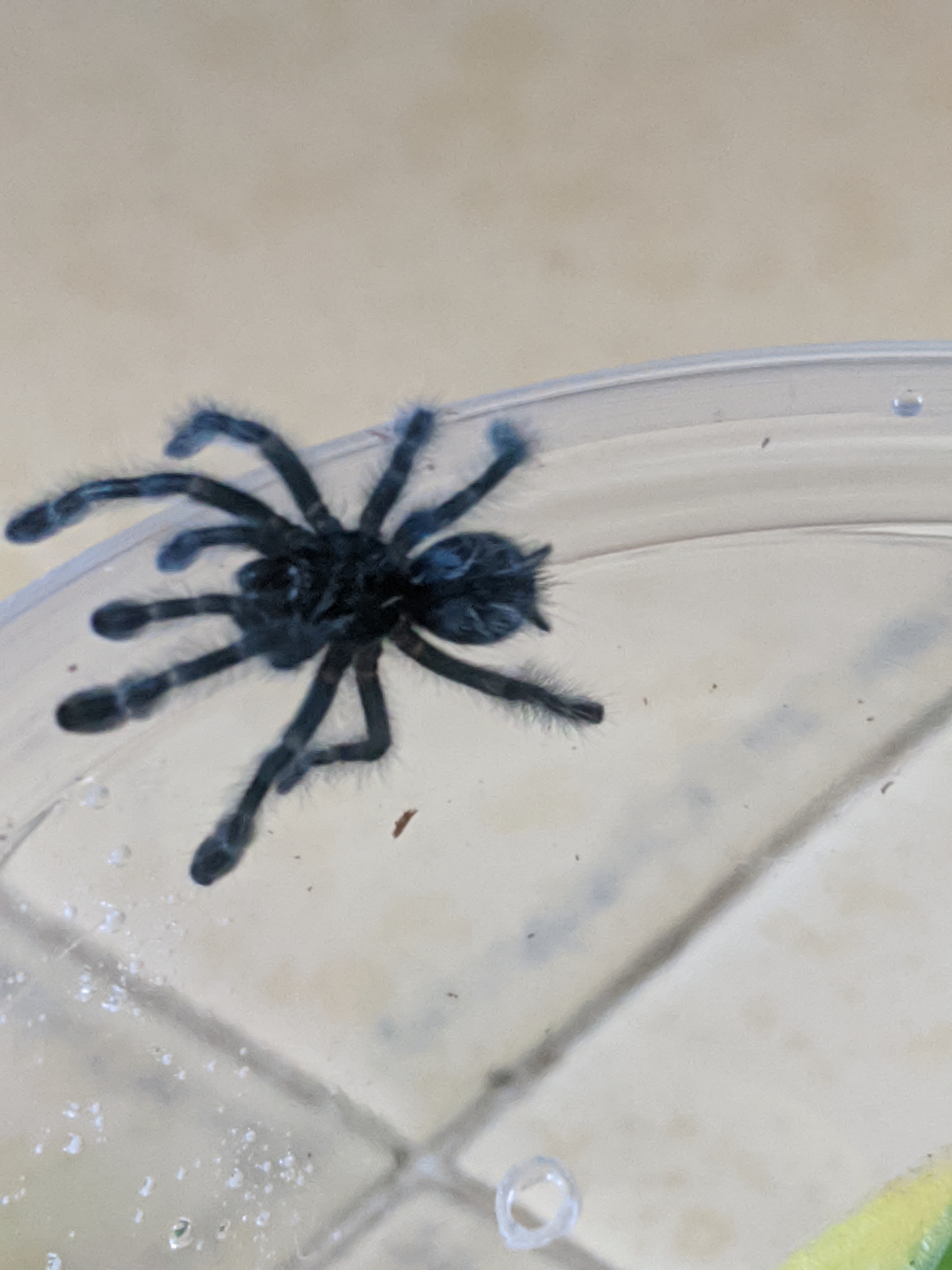 C. versi sling "doing laps"