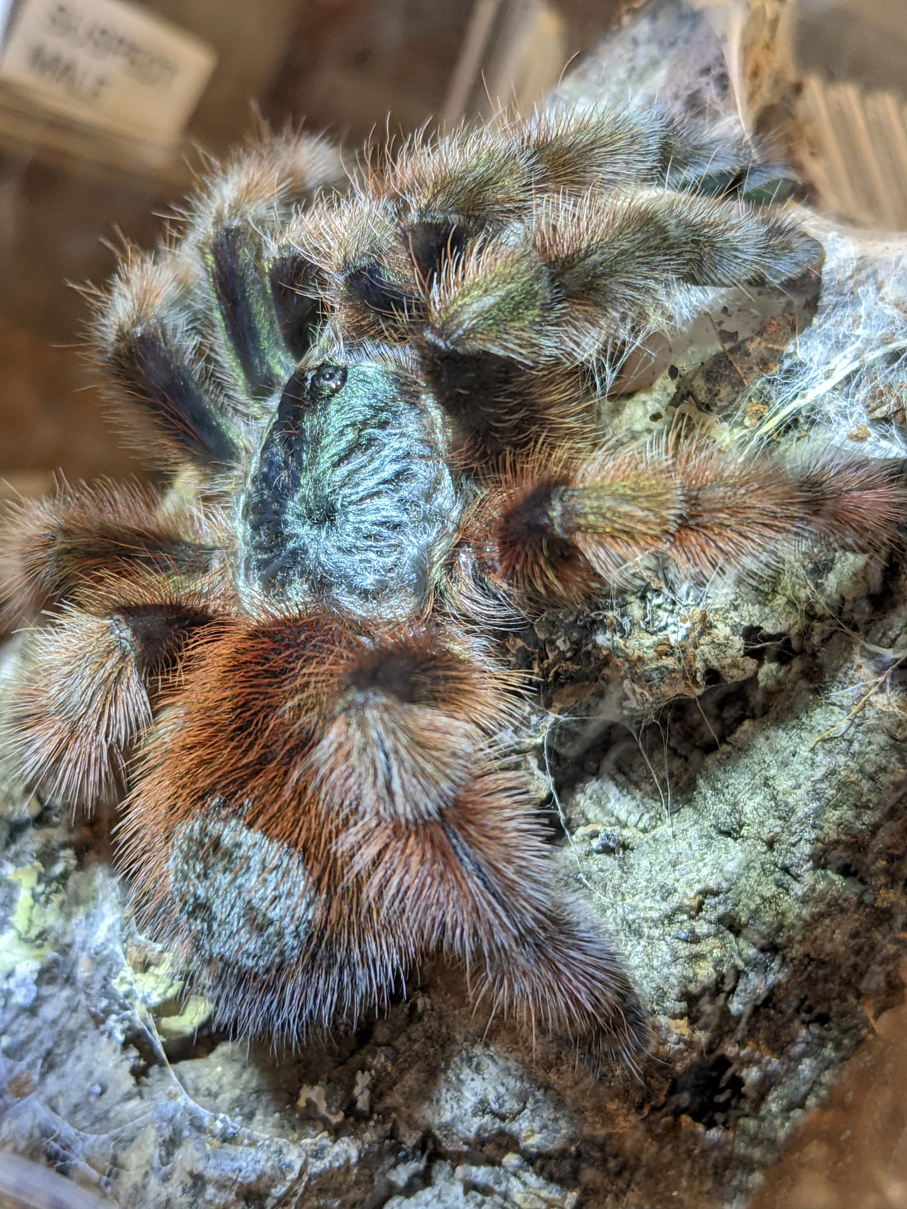 C versicolor chillaxing