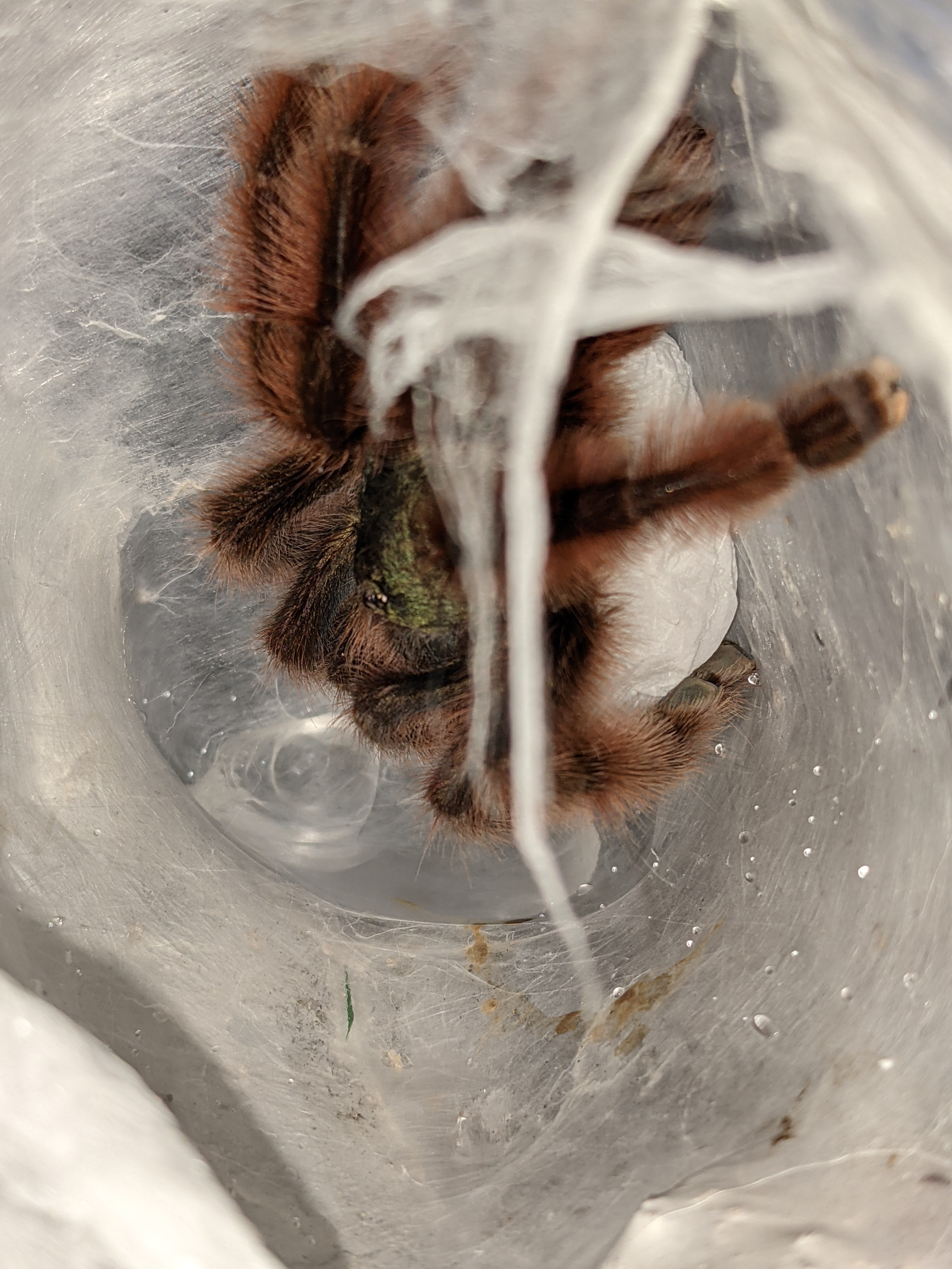 C versicolor female and her golf ball