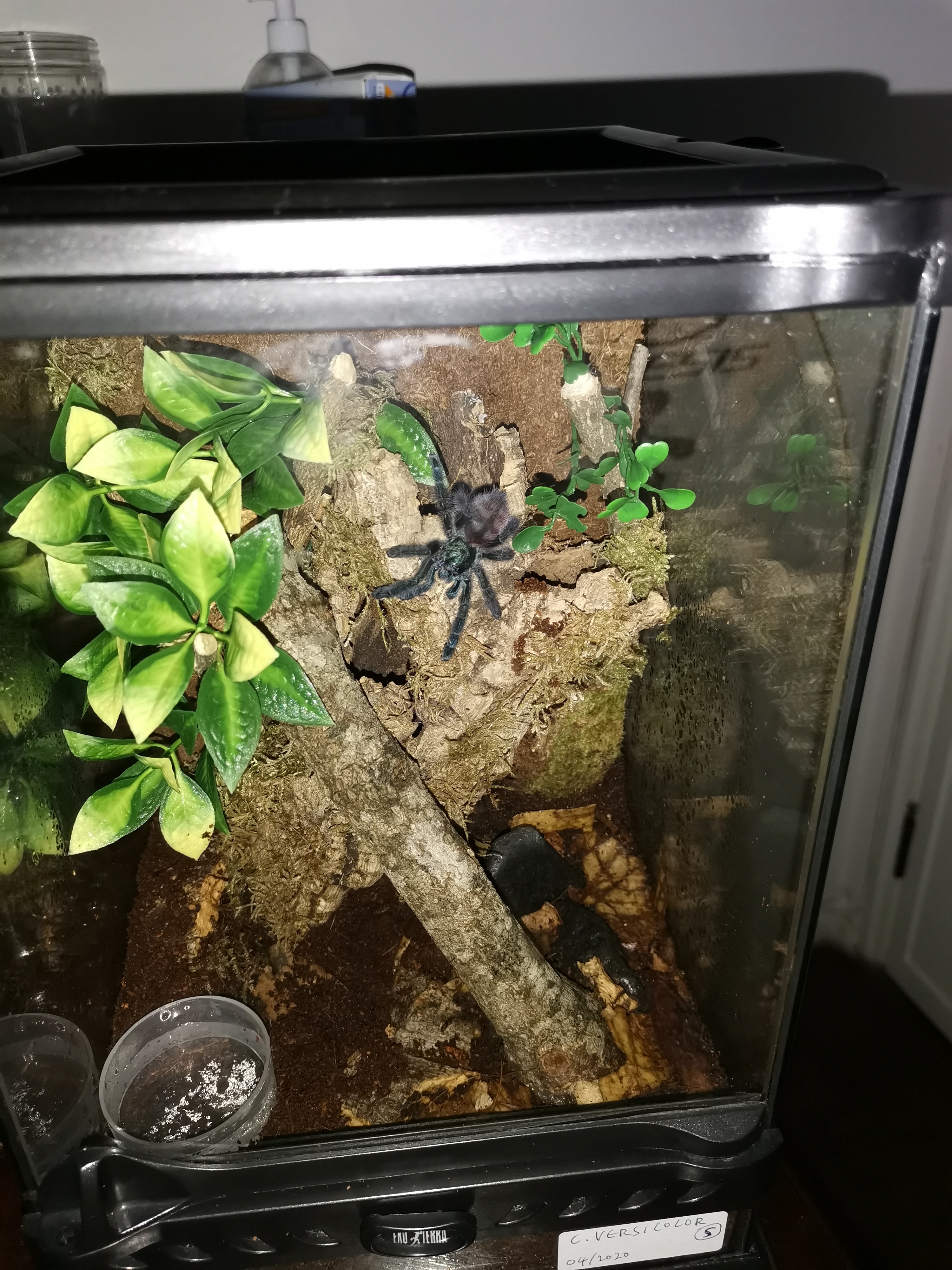 C Versicolor rehouse check