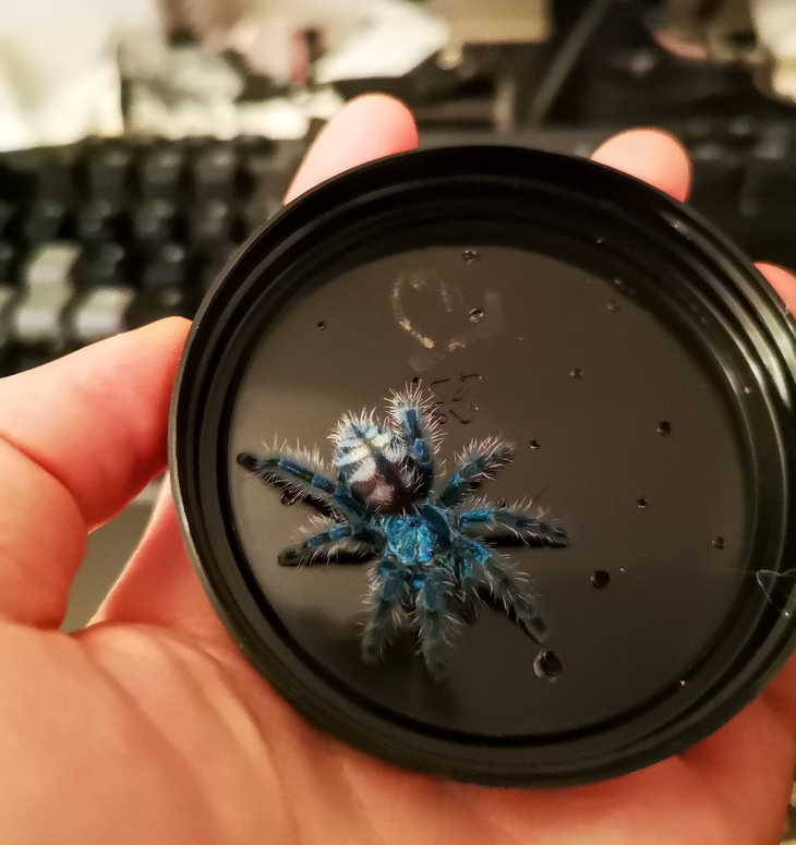 C. versicolor - Sreaky