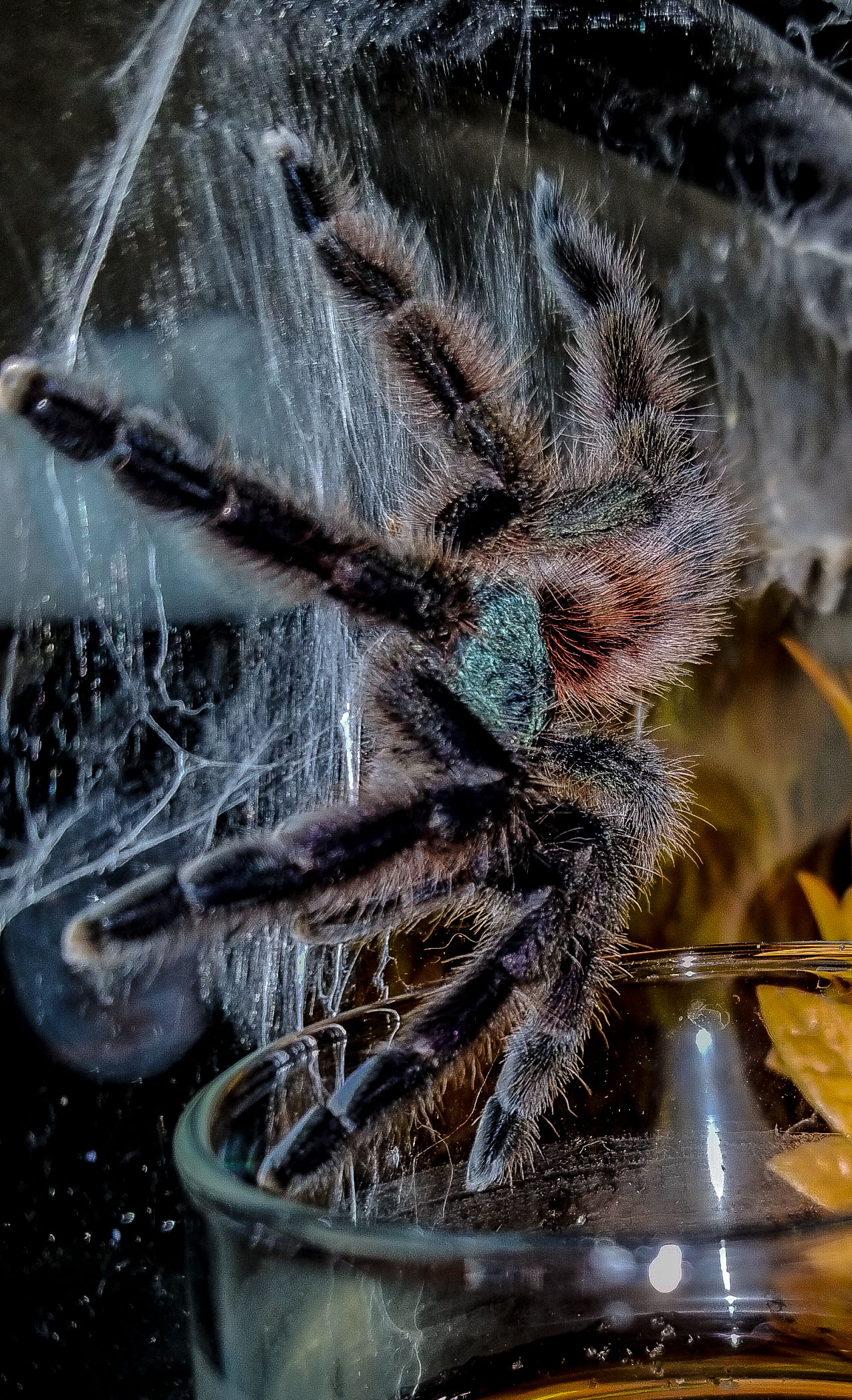 C versicolor tarantula Charles