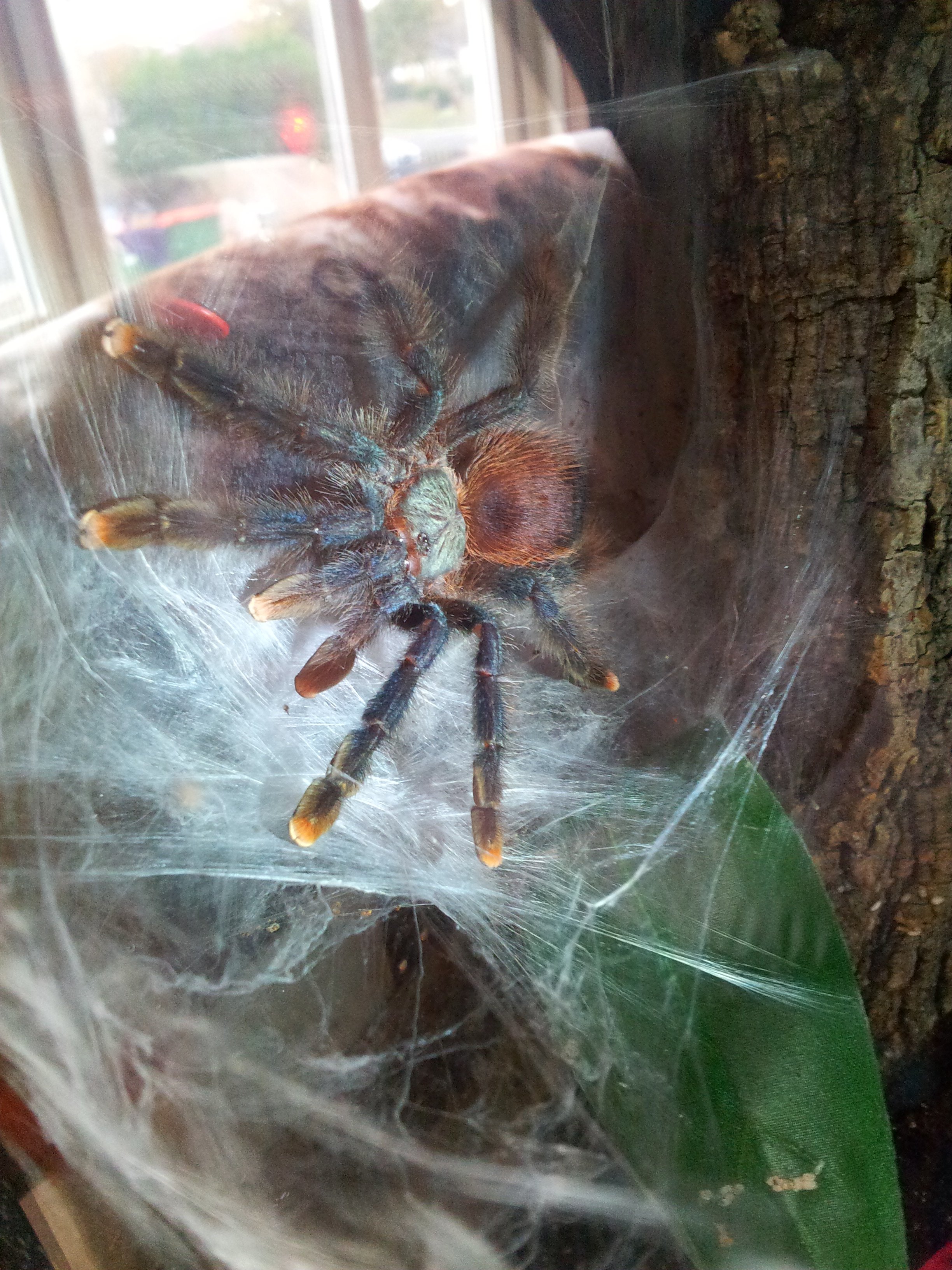 Cajana.....Avicularia Braunshauseni