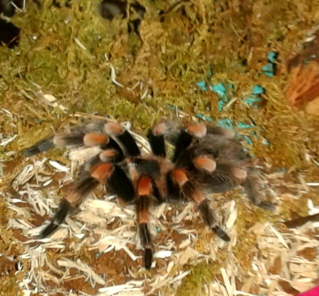 !Caliente! After Molt