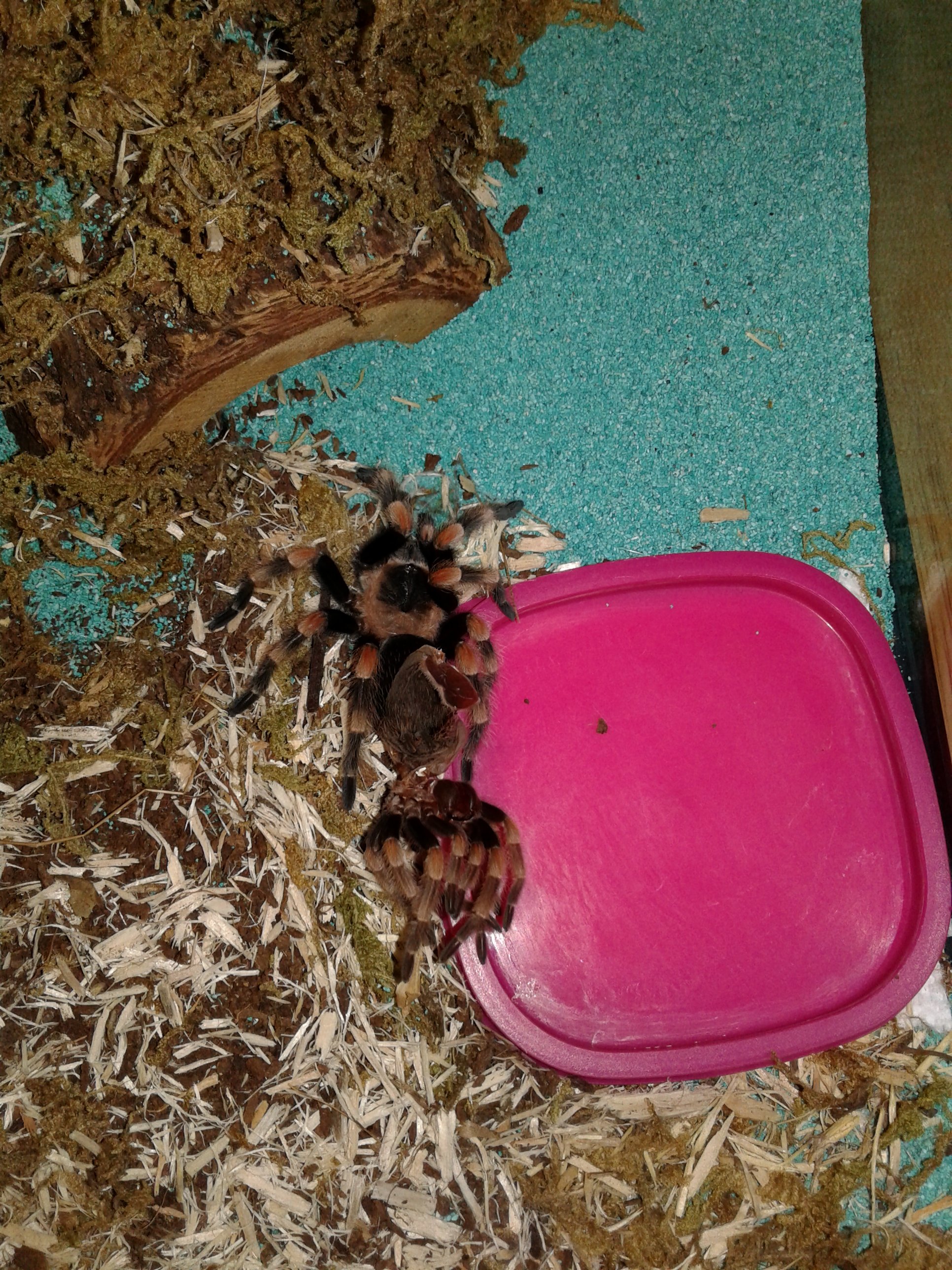 Caliente Fresh Threads