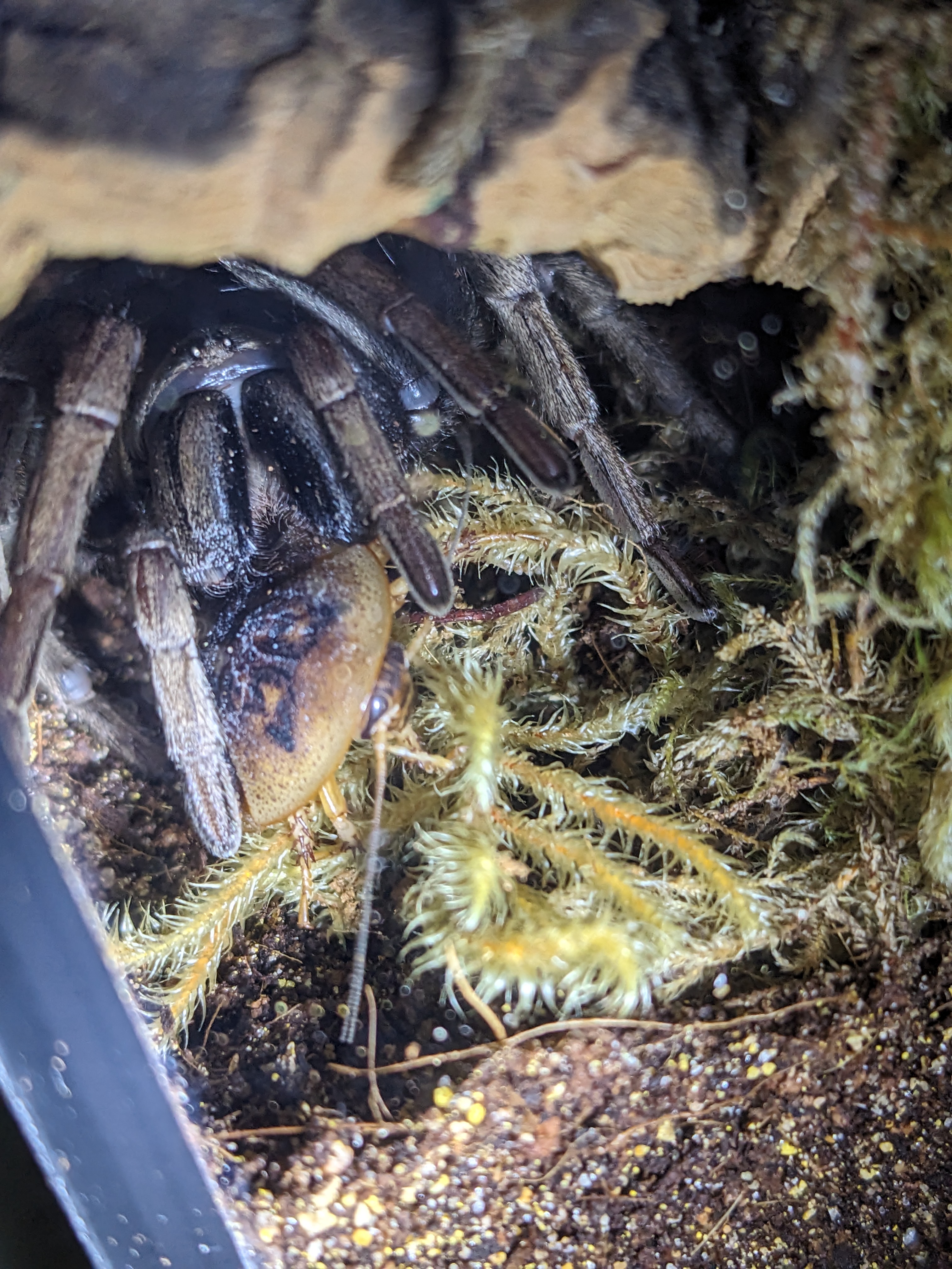 Calisoga longitarsis mature female munching on a roach