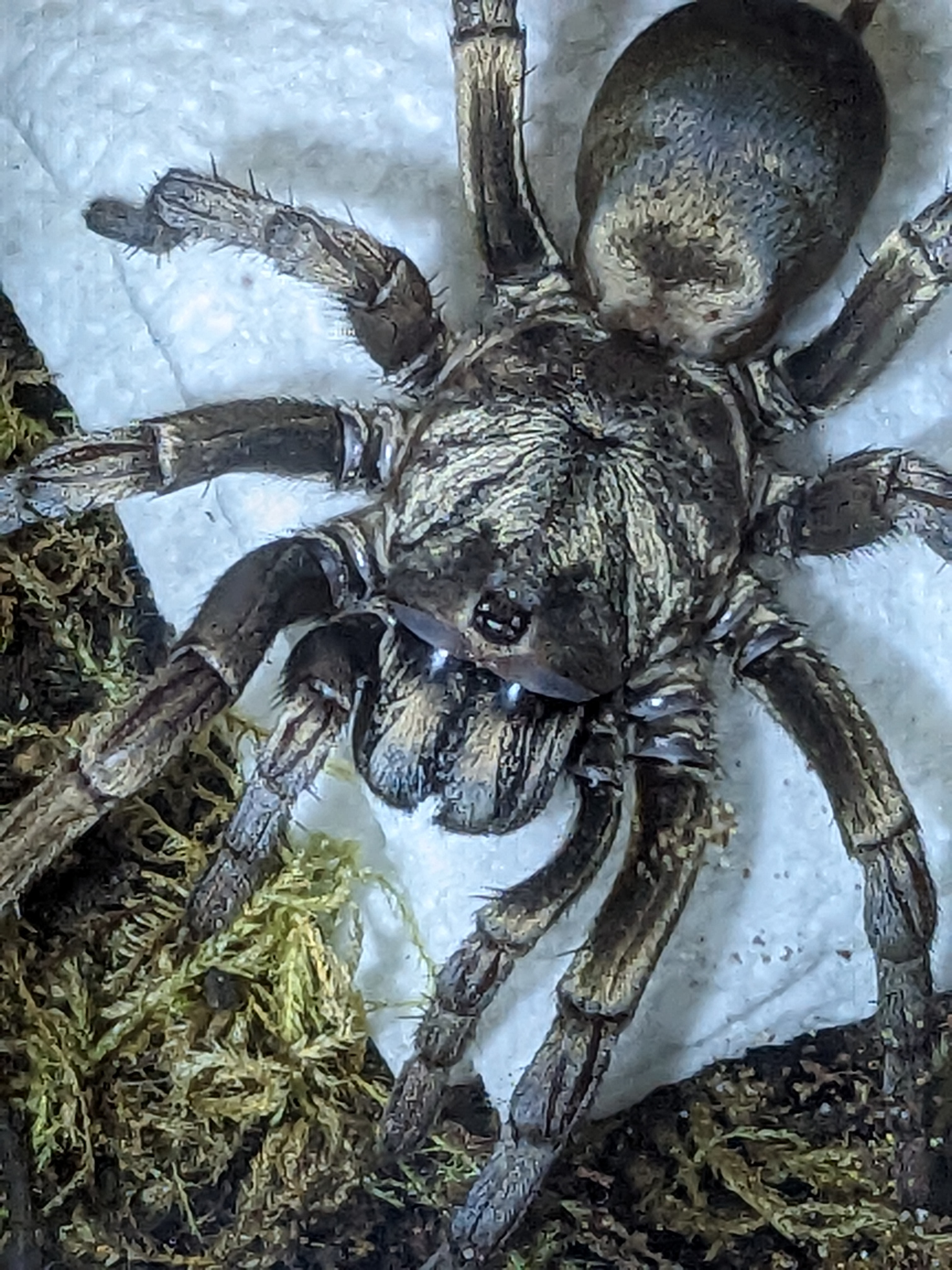 Calisoga longitarsis mature female.