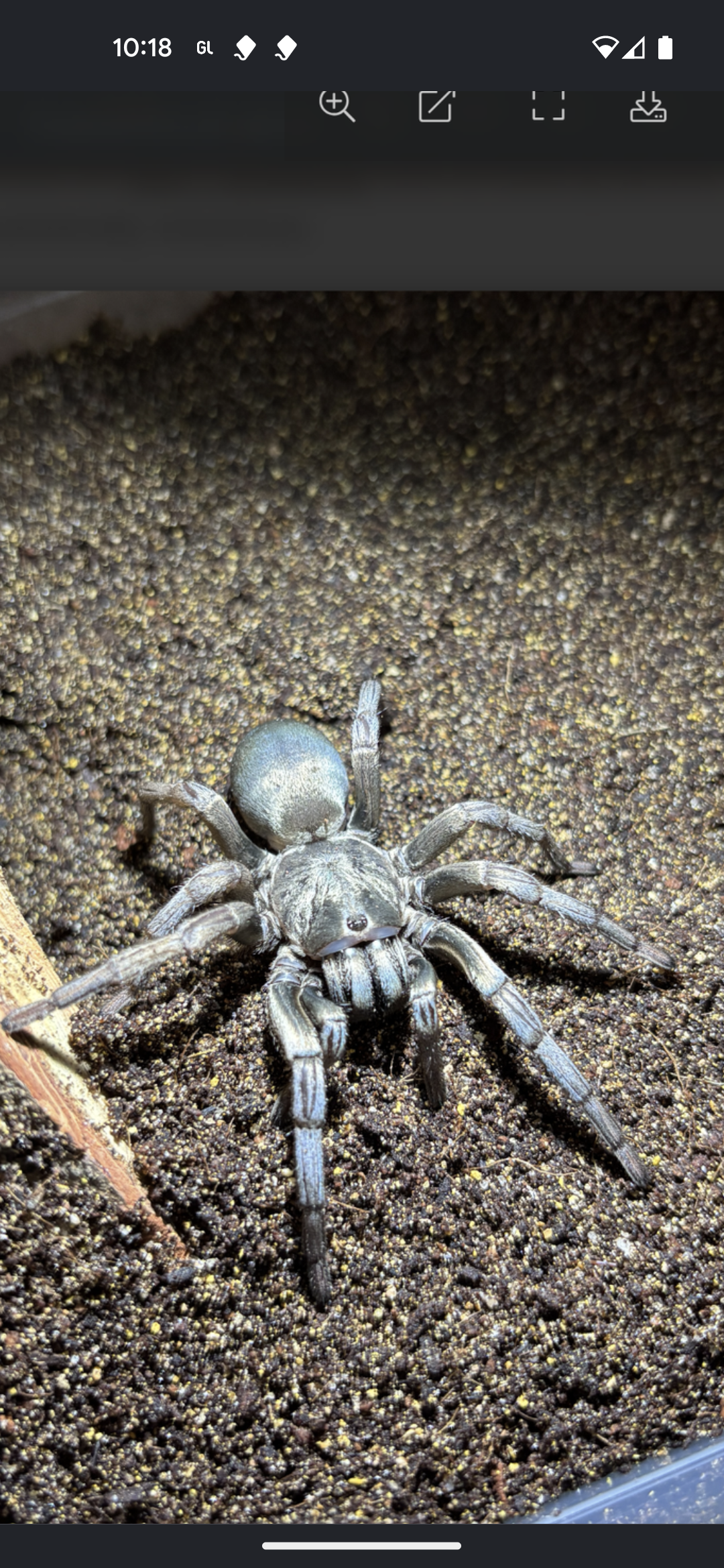 Calisoga longitarsis mature female