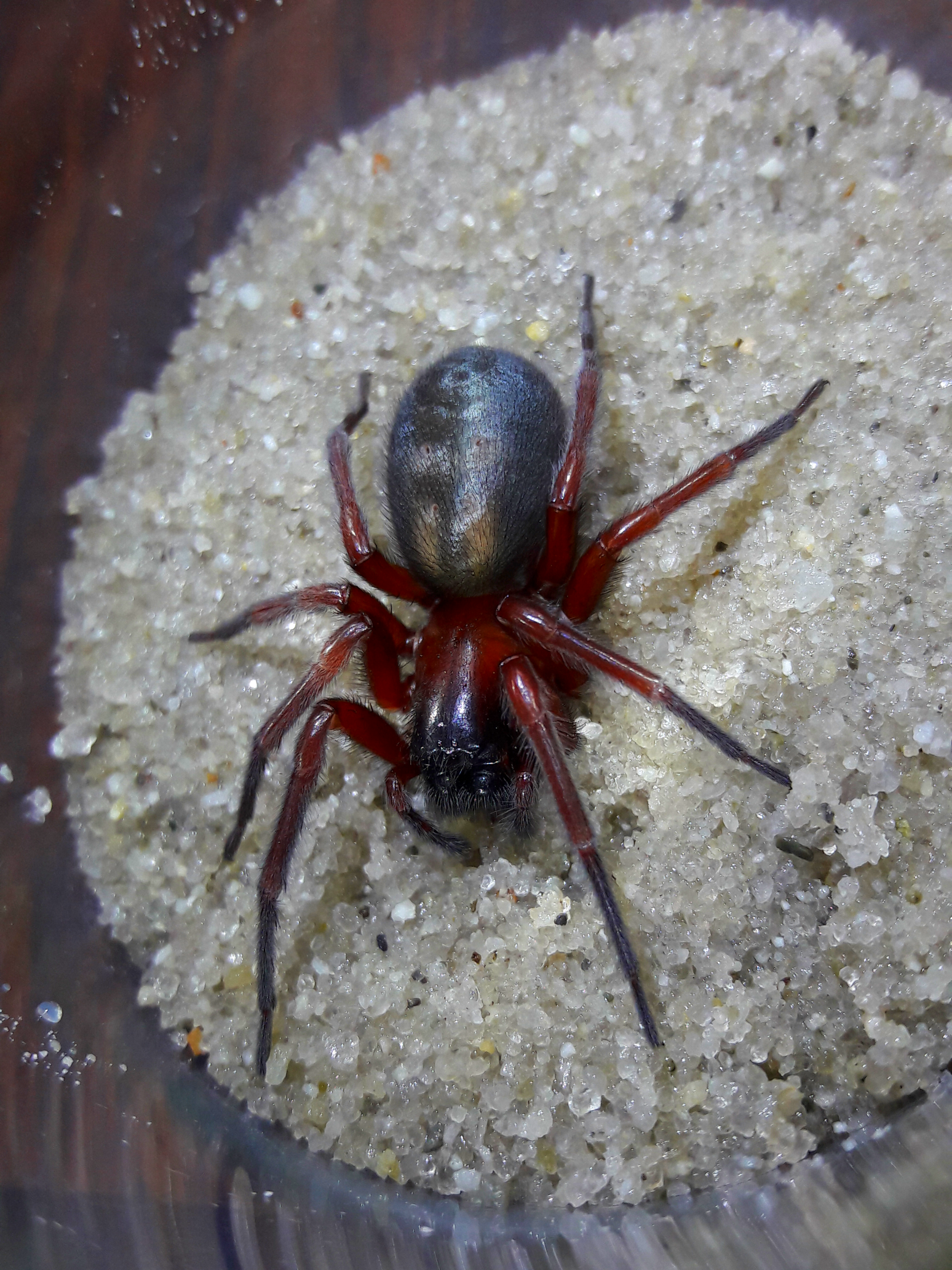 Callobius severus