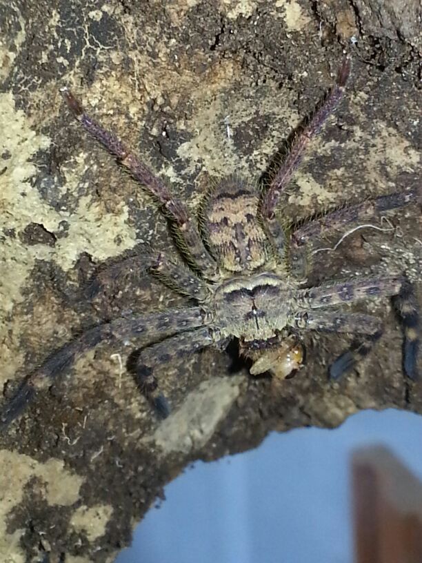 Cameroon Crab Spider (Barylestis scutatus) Large Juvenile