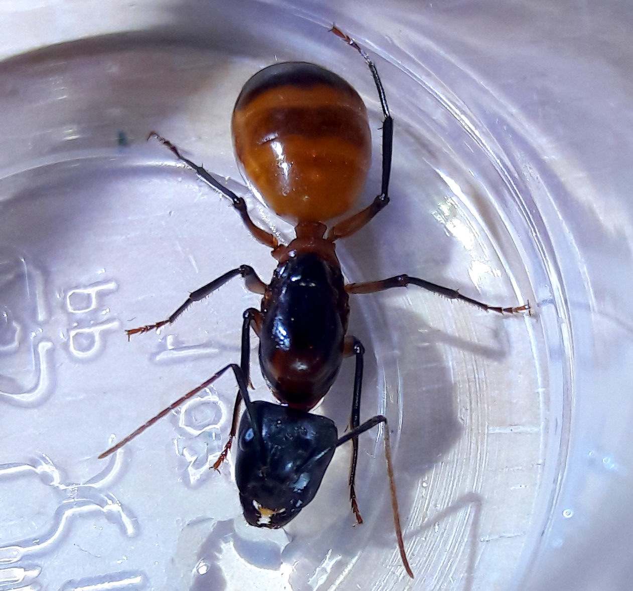 Camponotus ocreatus