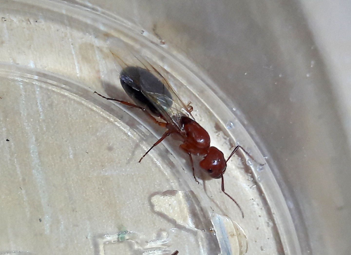 Camponotus sayi 'say's carpenter ant'