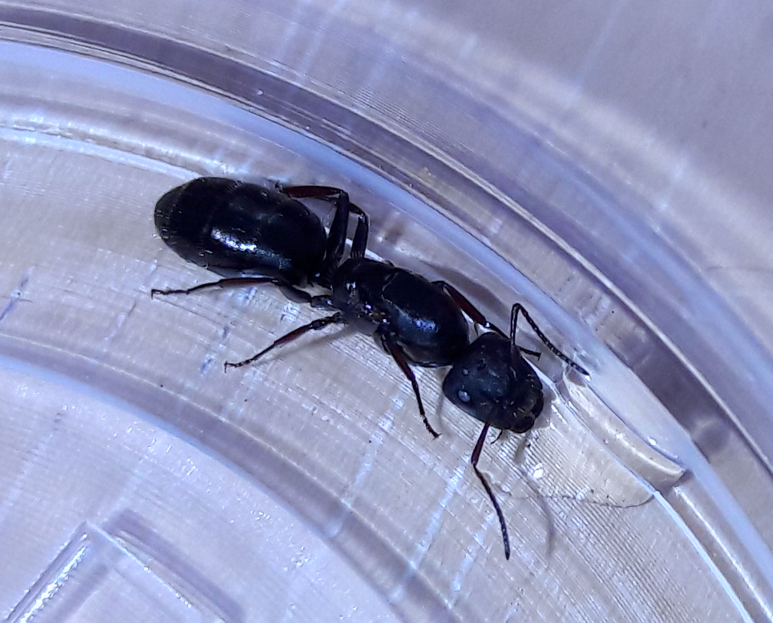 Camponotus trepidulus