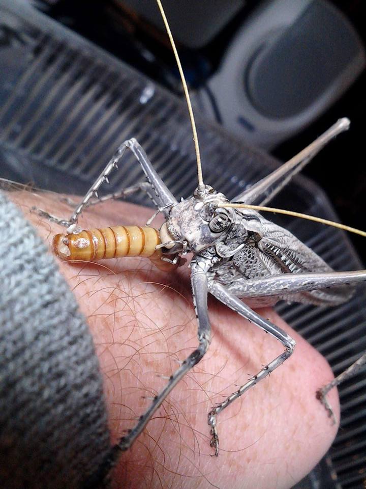 Capnobotes fuliginosus- Sooty longwing