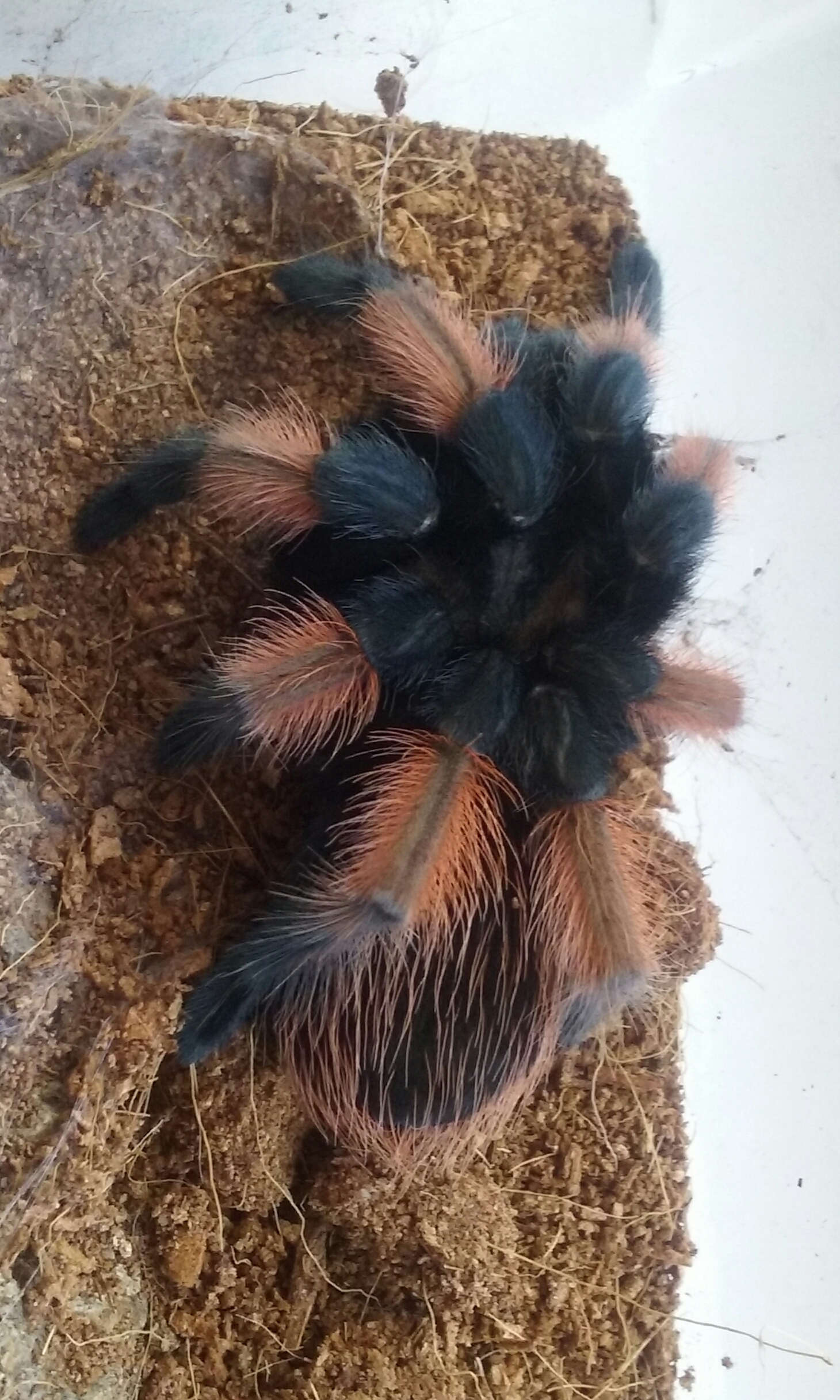 Caprice - Brachypelma emilia