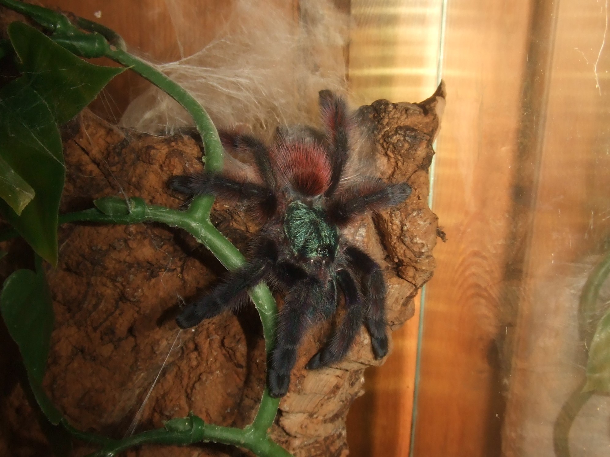 Caribena versicolor - Jazz