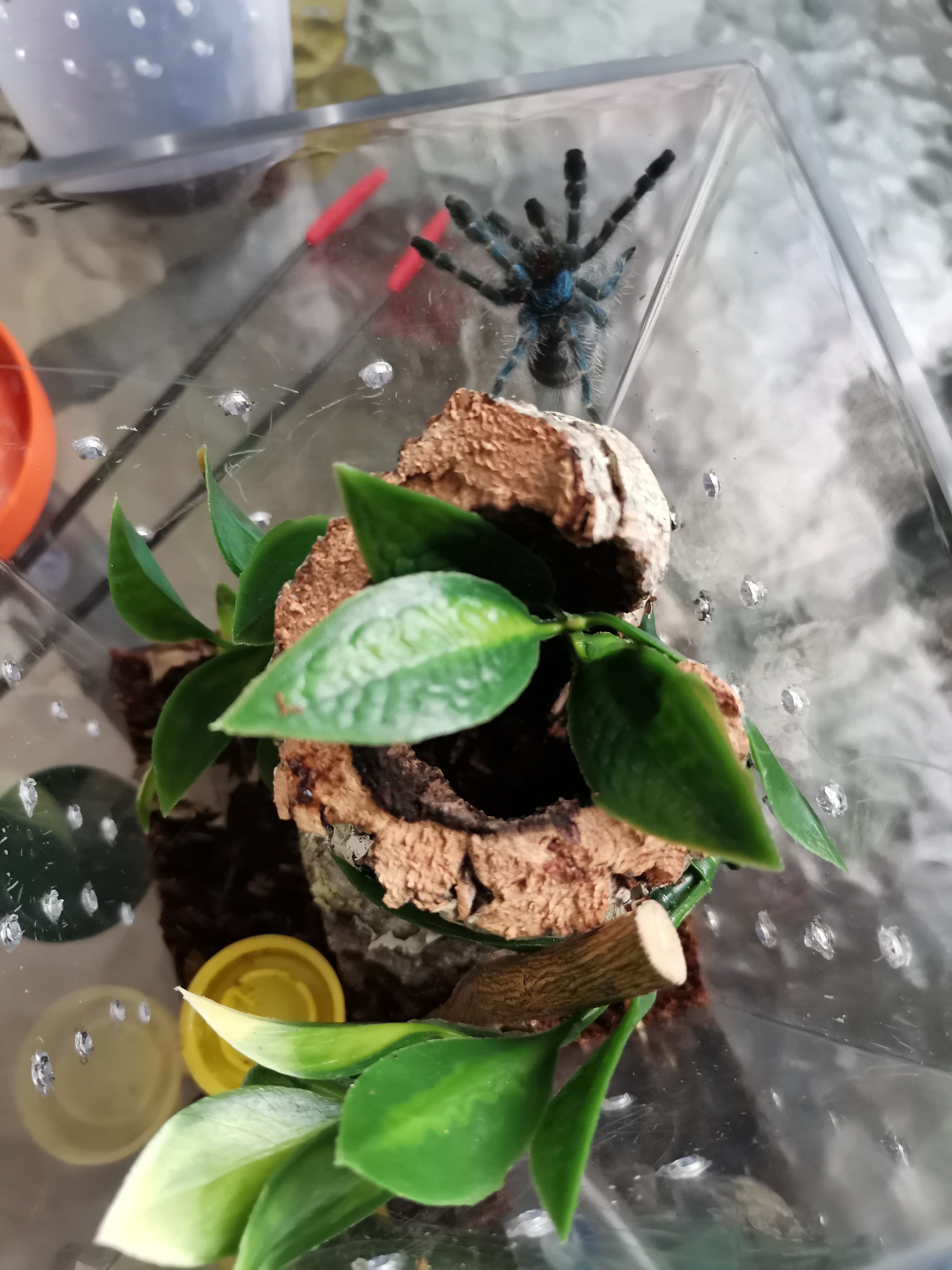 Caribena Versicolor sling