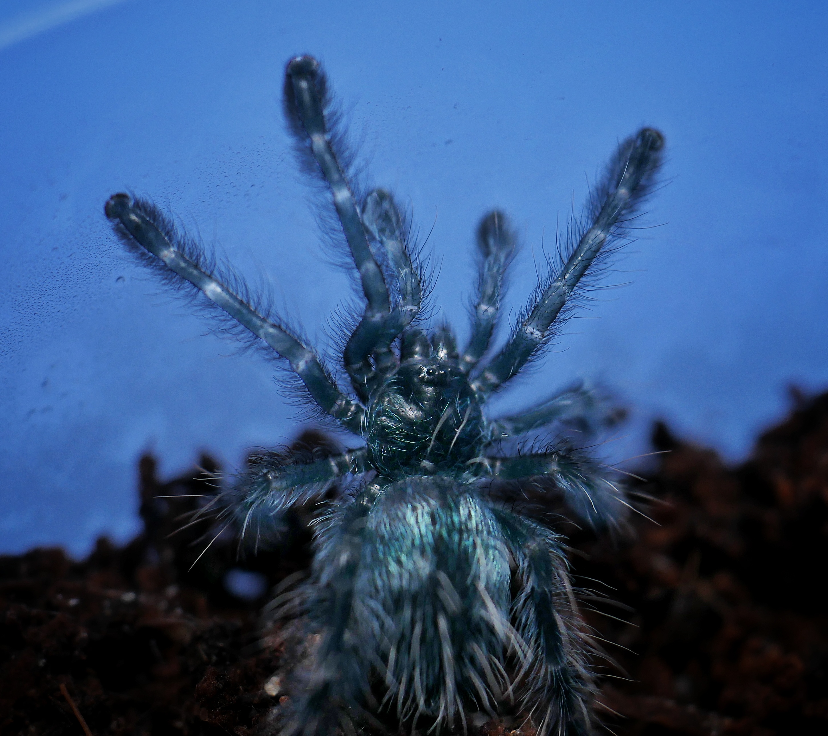 Caribena versicolor