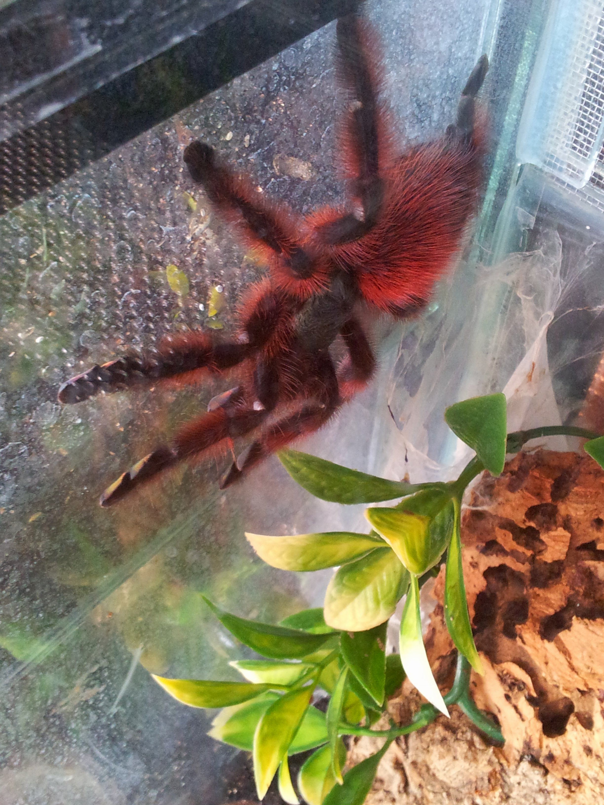 Cascade............... SA F Caribena versicolor