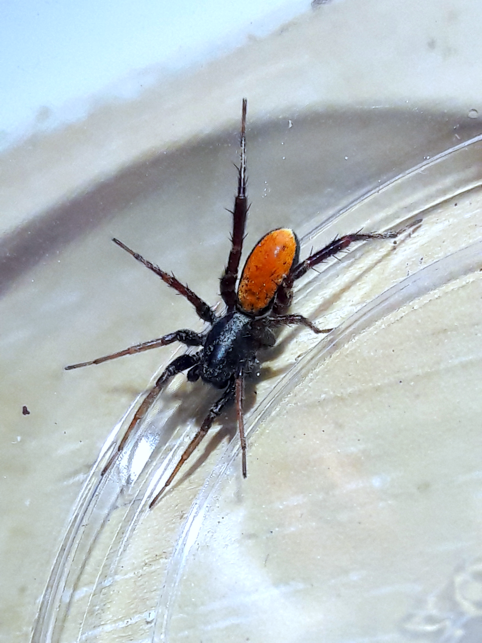 Castianeira occidens 'Western ground sac spider'