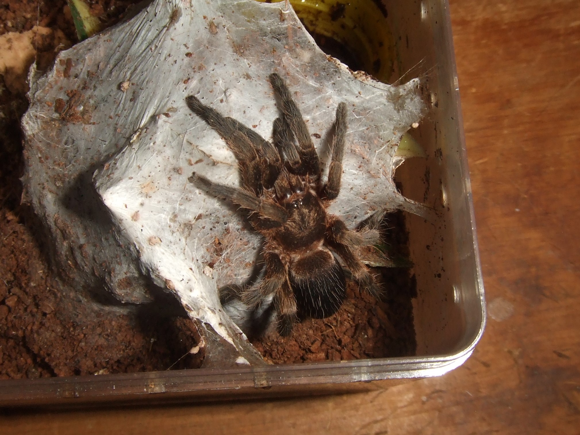 Catumiri argentinense Buritu Tarantula Forum