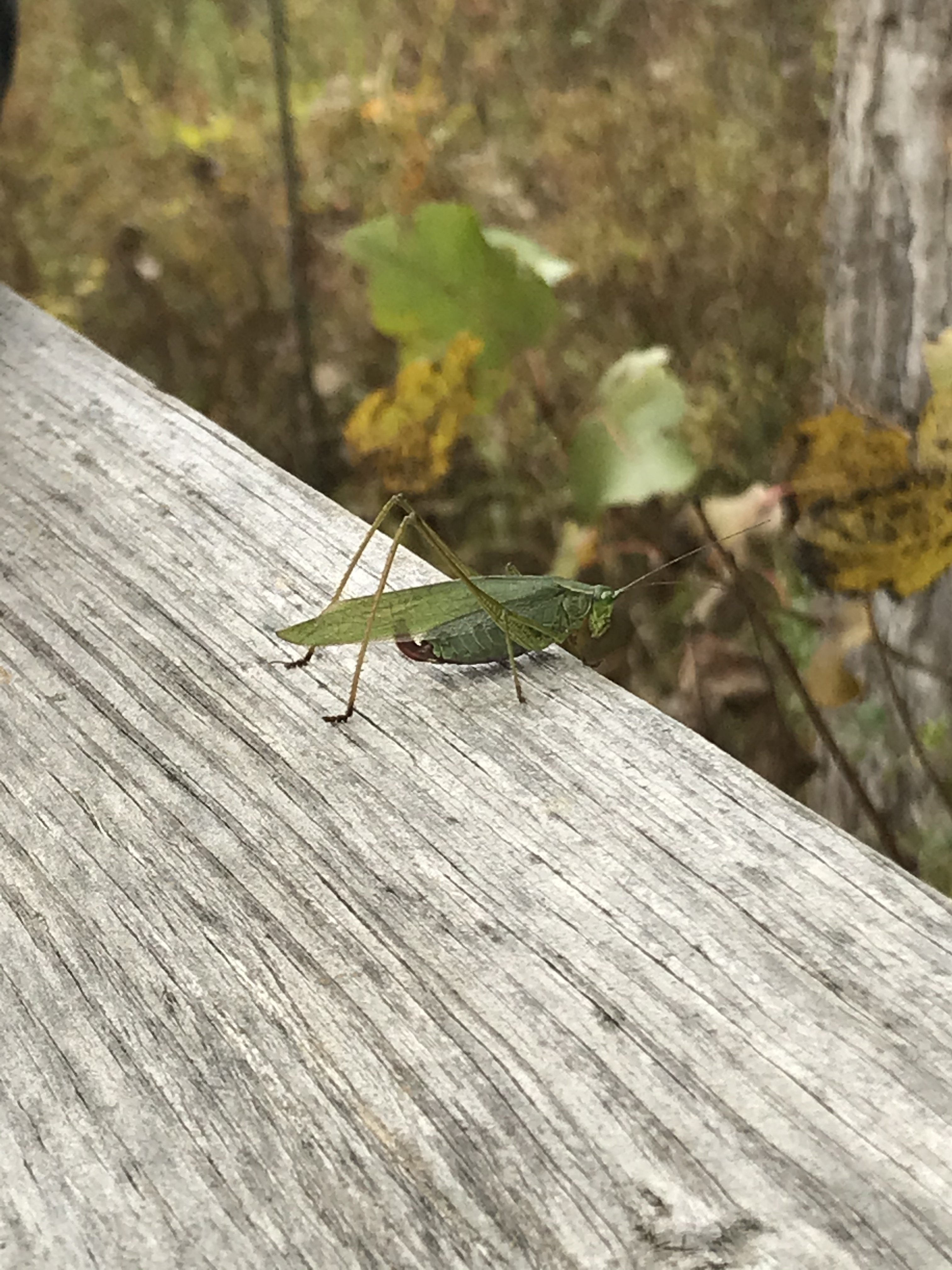 Catydid
