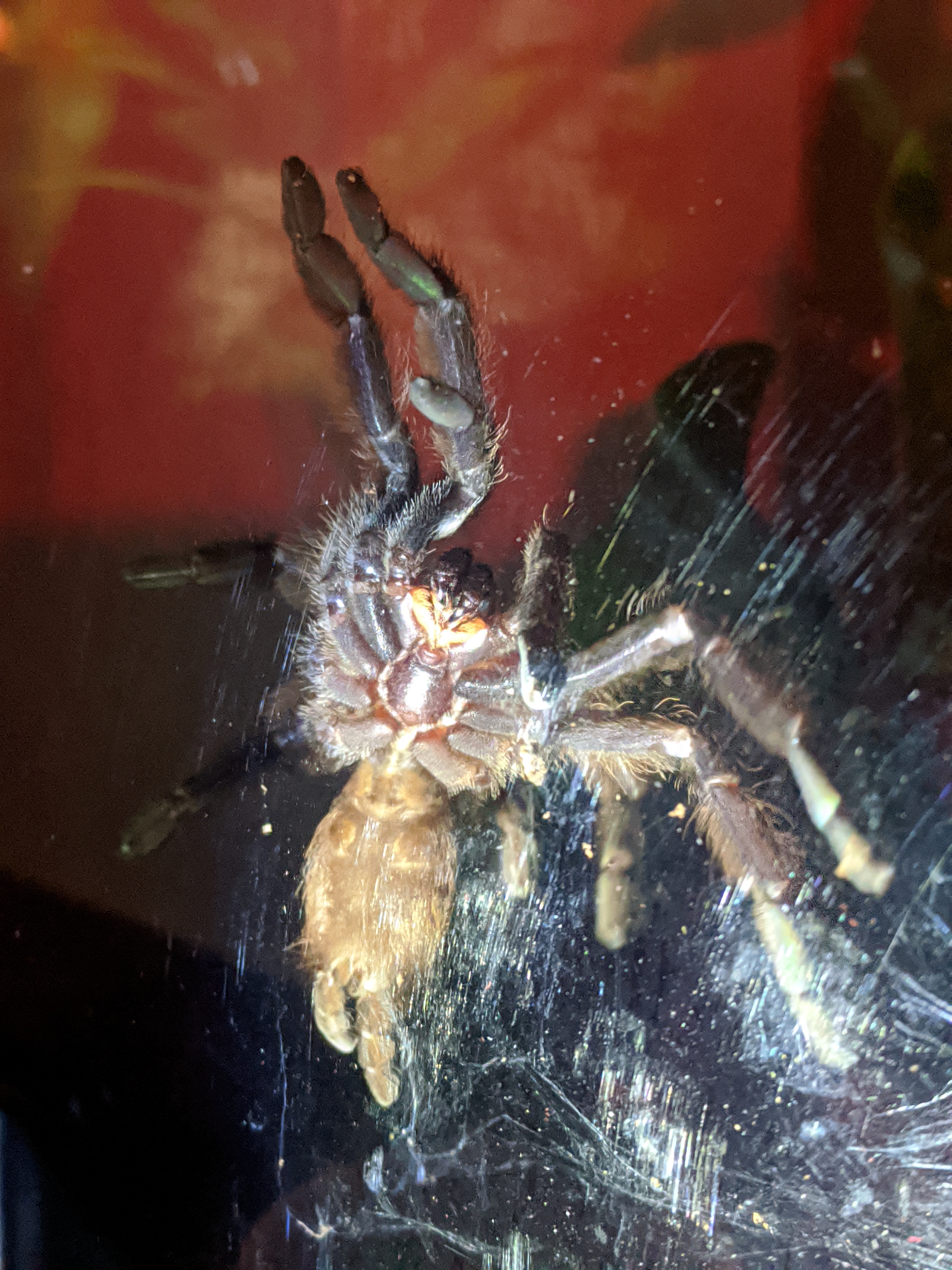 Caught webbing portrait