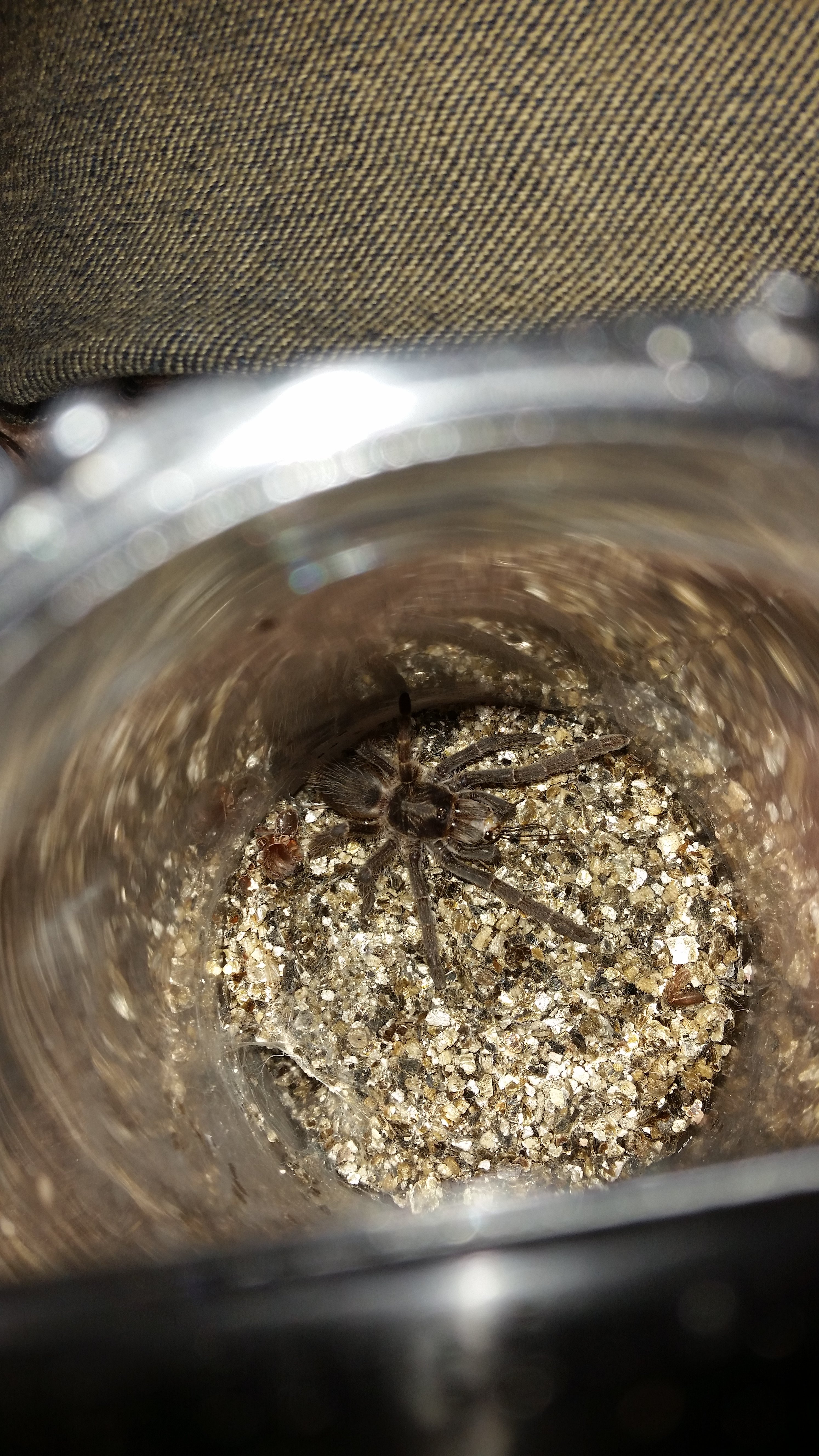 Ceratogryus marshalli