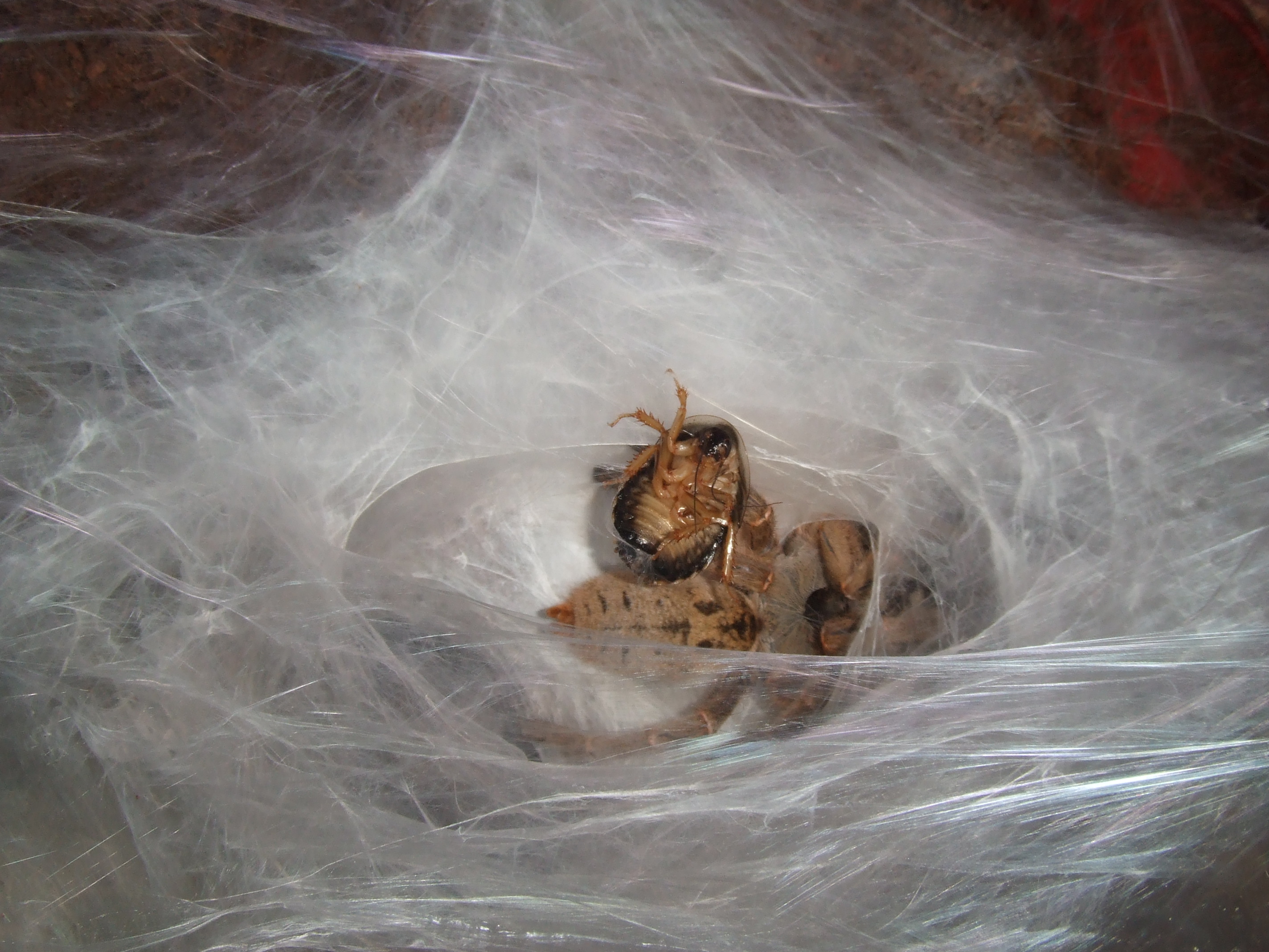 Ceratogyrus brachycephalus - Musina