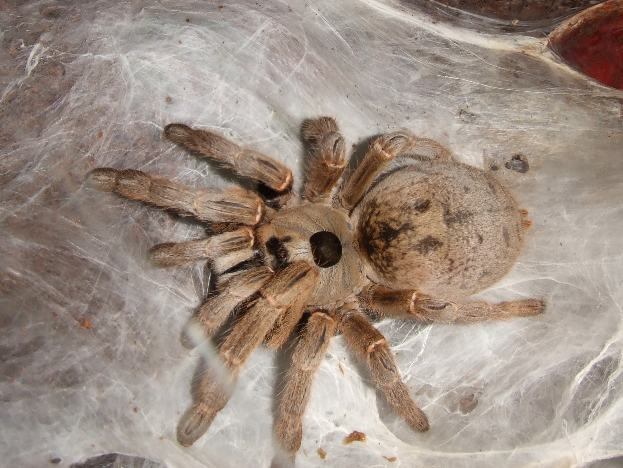 Ceratogyrus brachycephalus - Musina