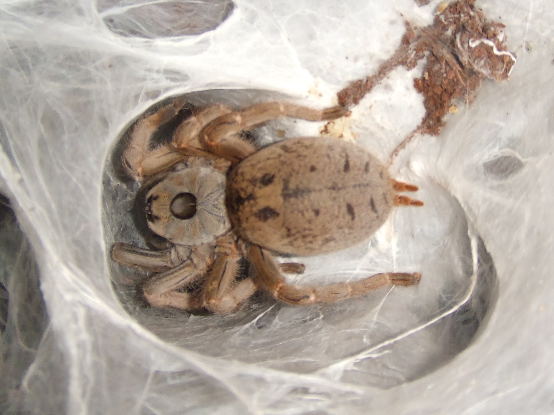 Ceratogyrus brachycephalus - Musina