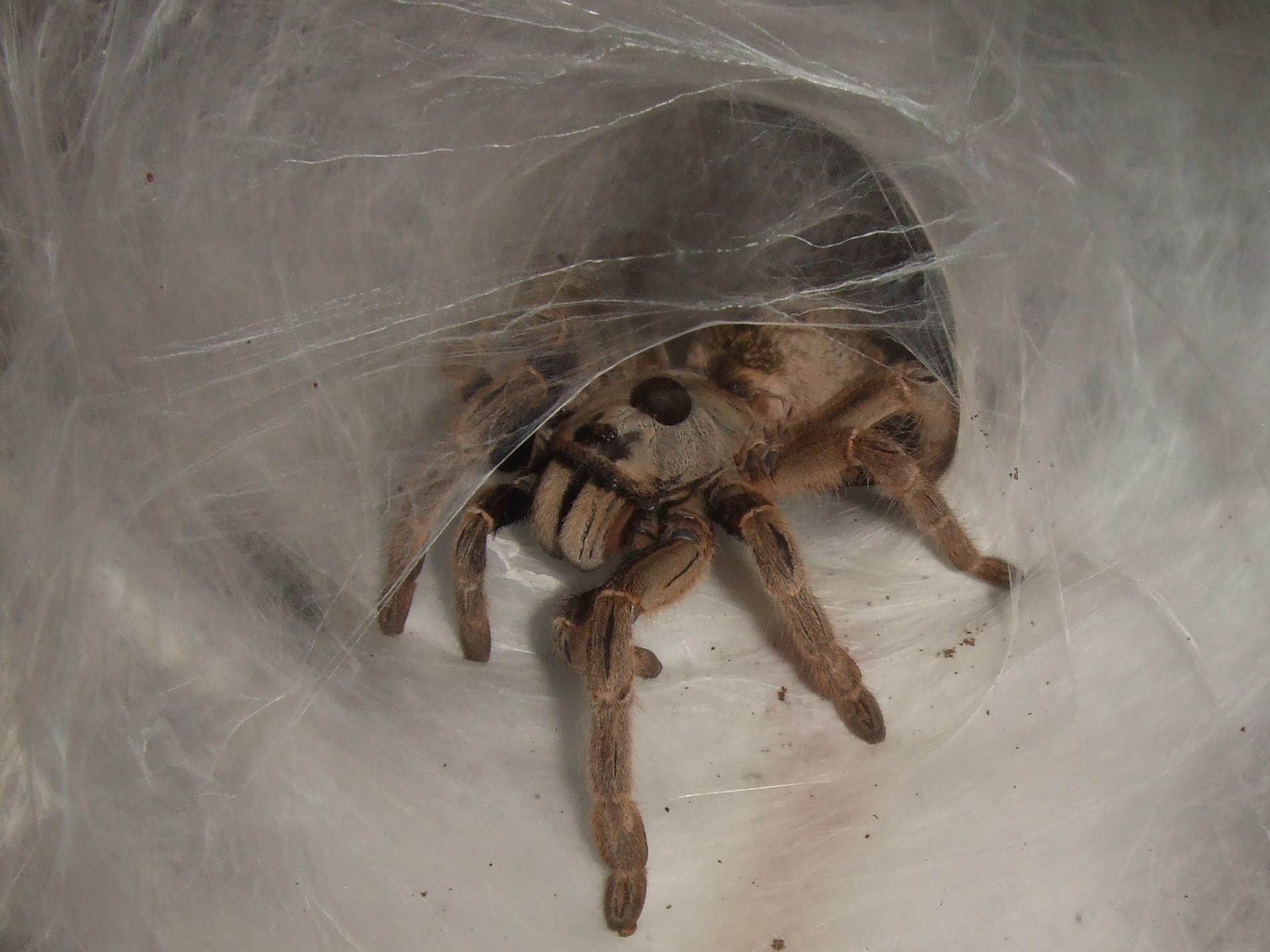 Ceratogyrus brachycephalus - Musina