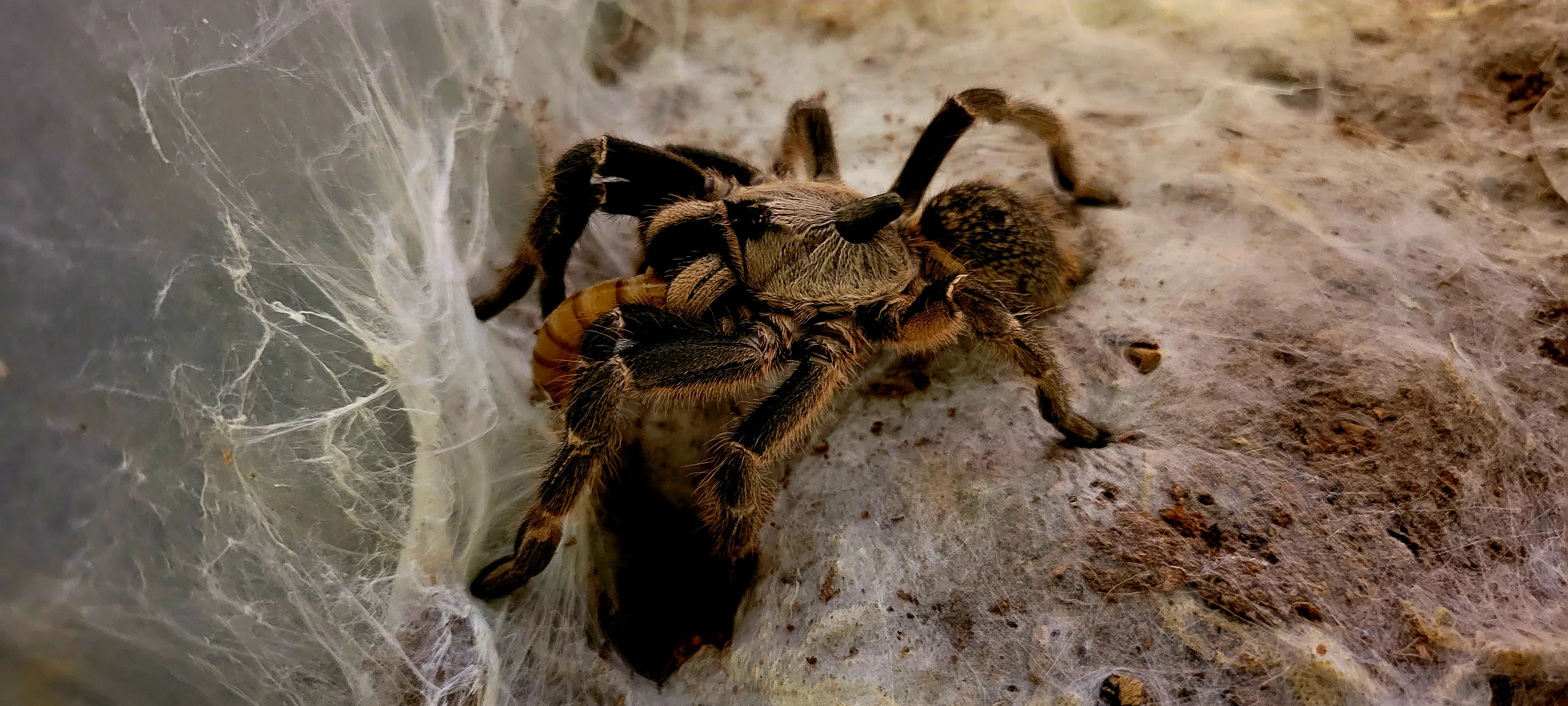 Ceratogyrus darlingi