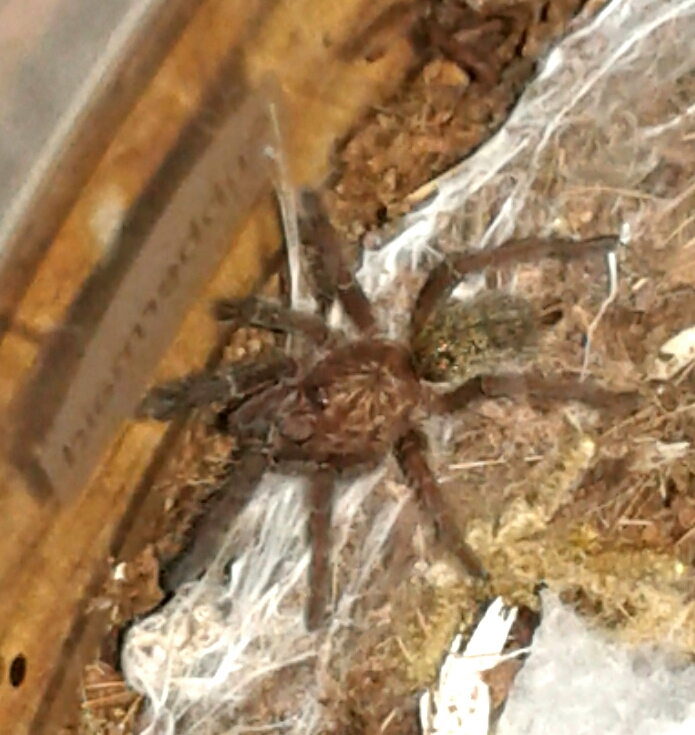 ceratogyrus darlingi