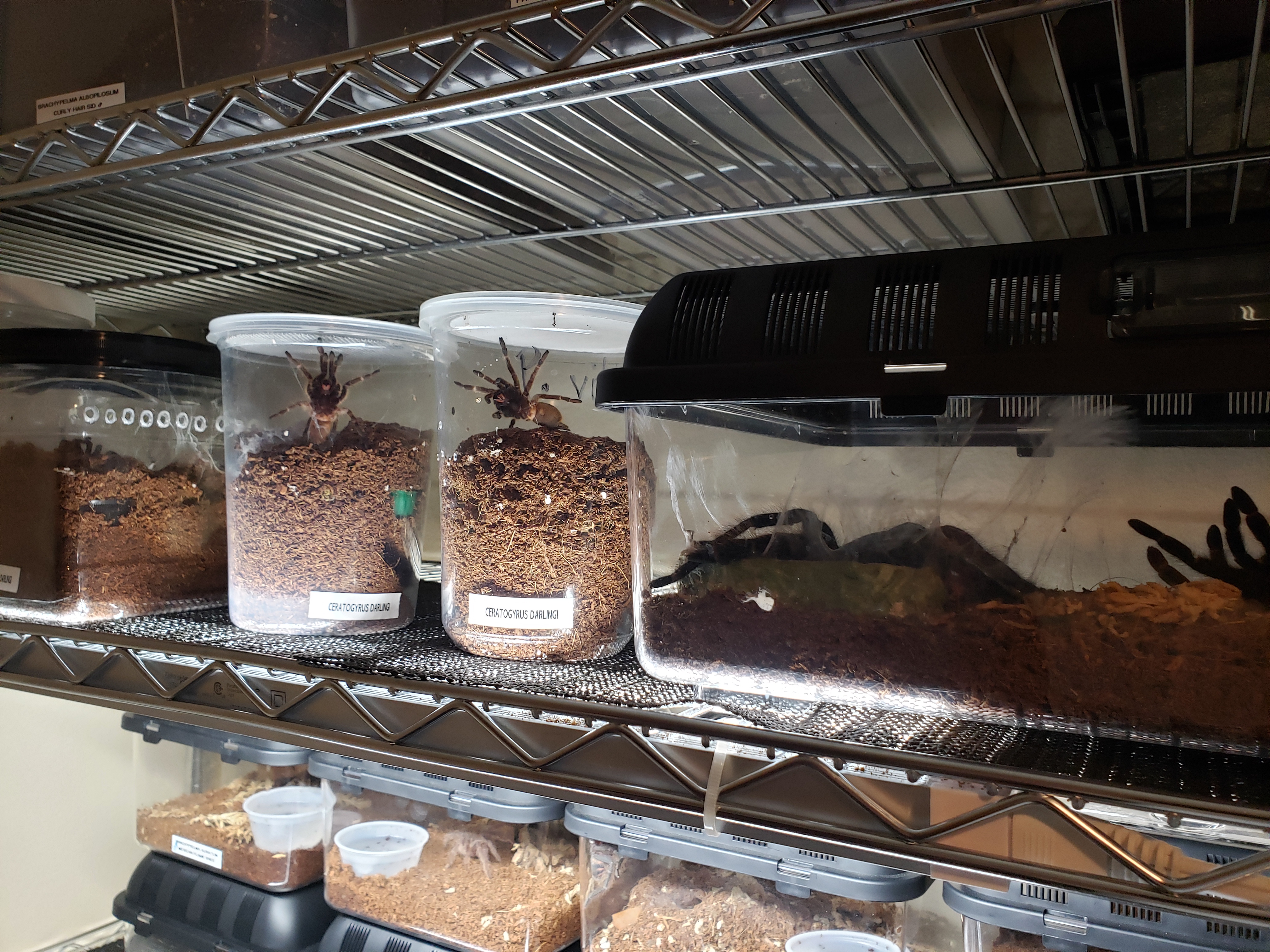 Ceratogyrus darlingi