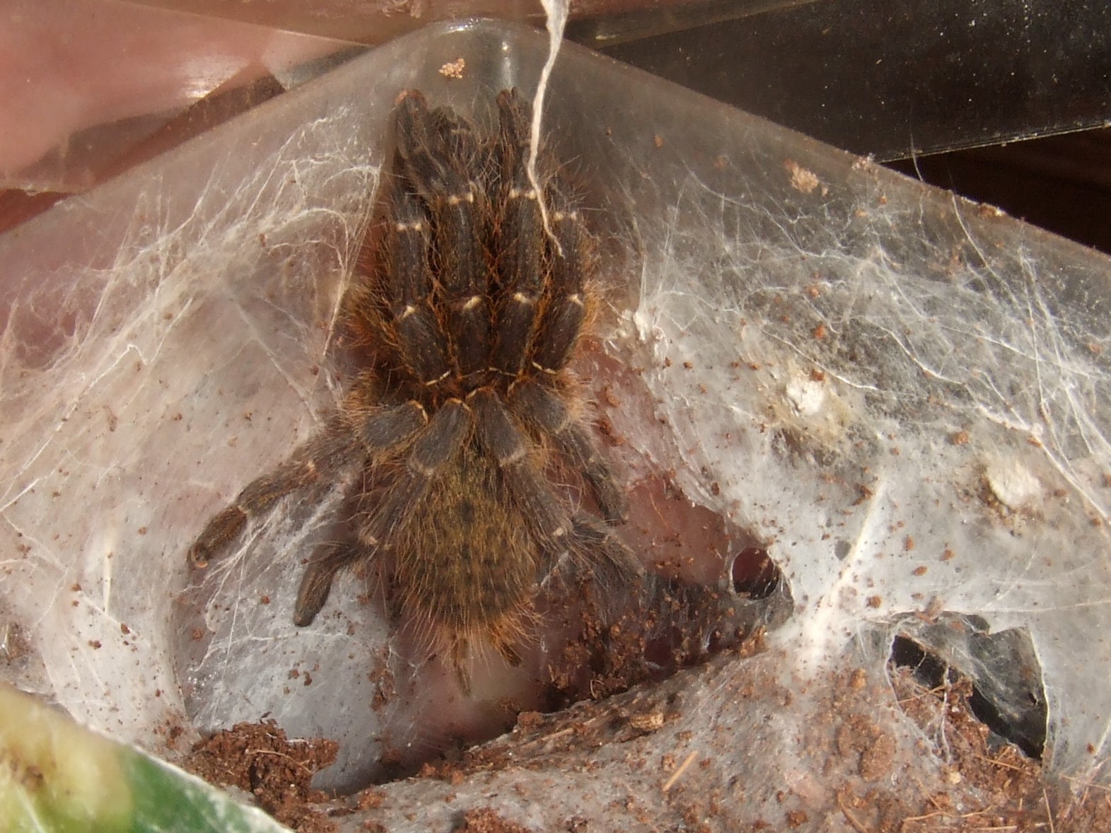 Ceratogyrus darlingii - Limpopo