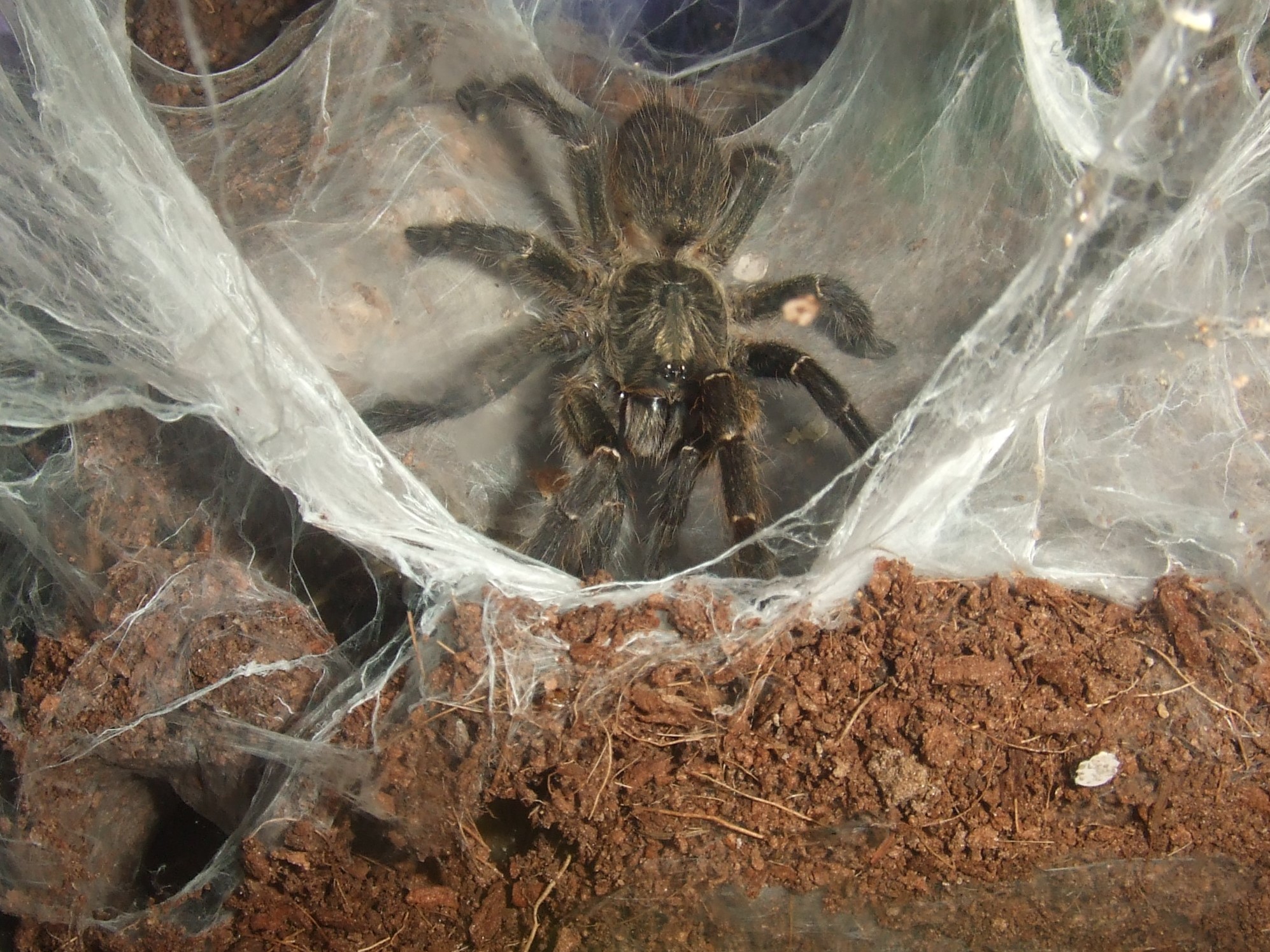 Ceratogyrus darlingii - Saan