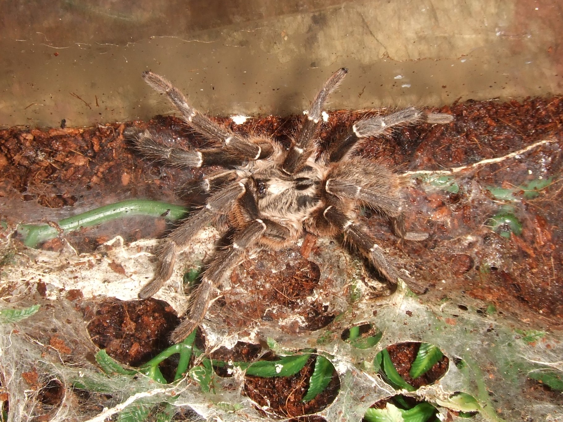 Ceratogyrus darlingii - Saan