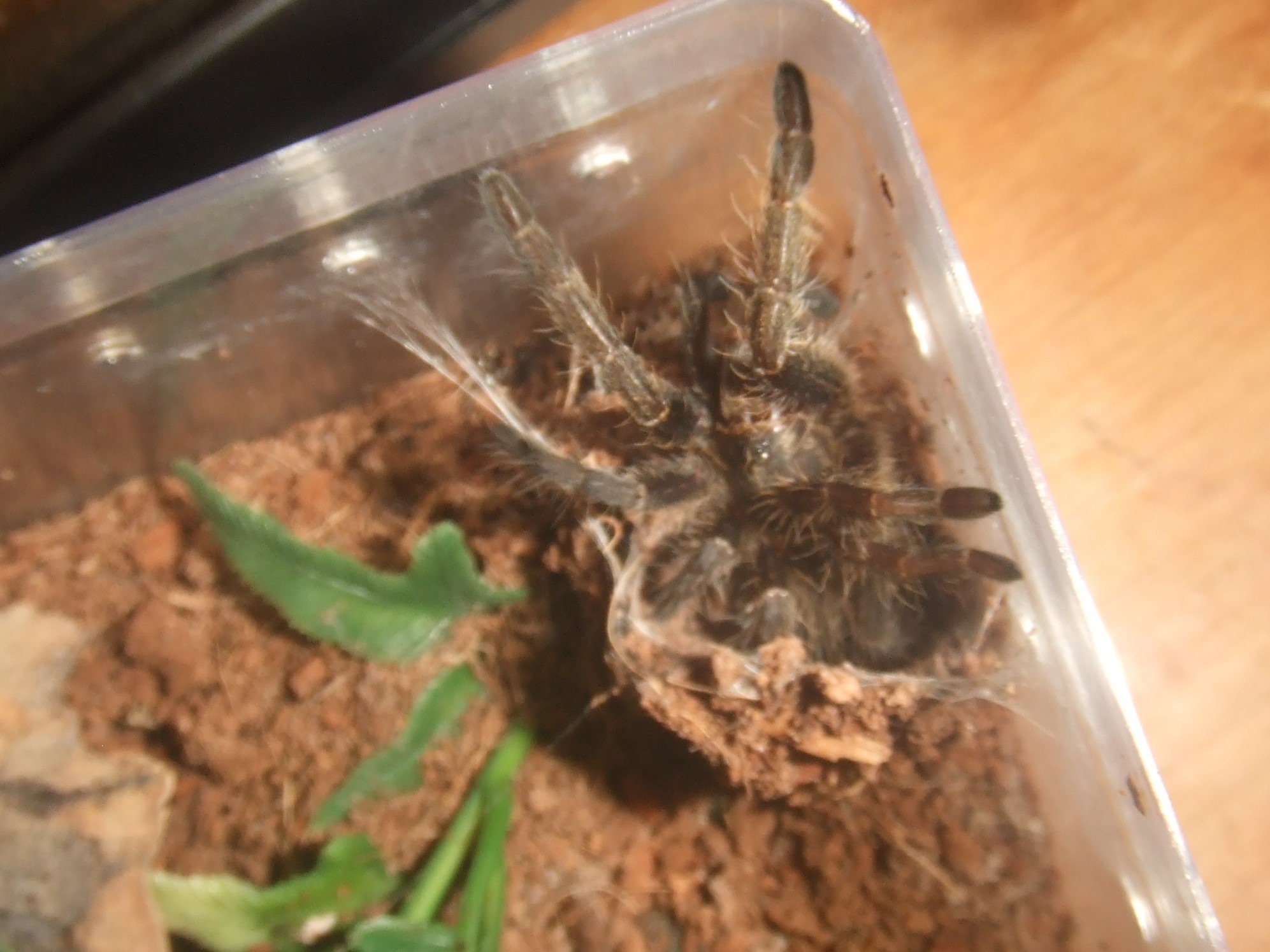 Ceratogyrus marshali - Shona