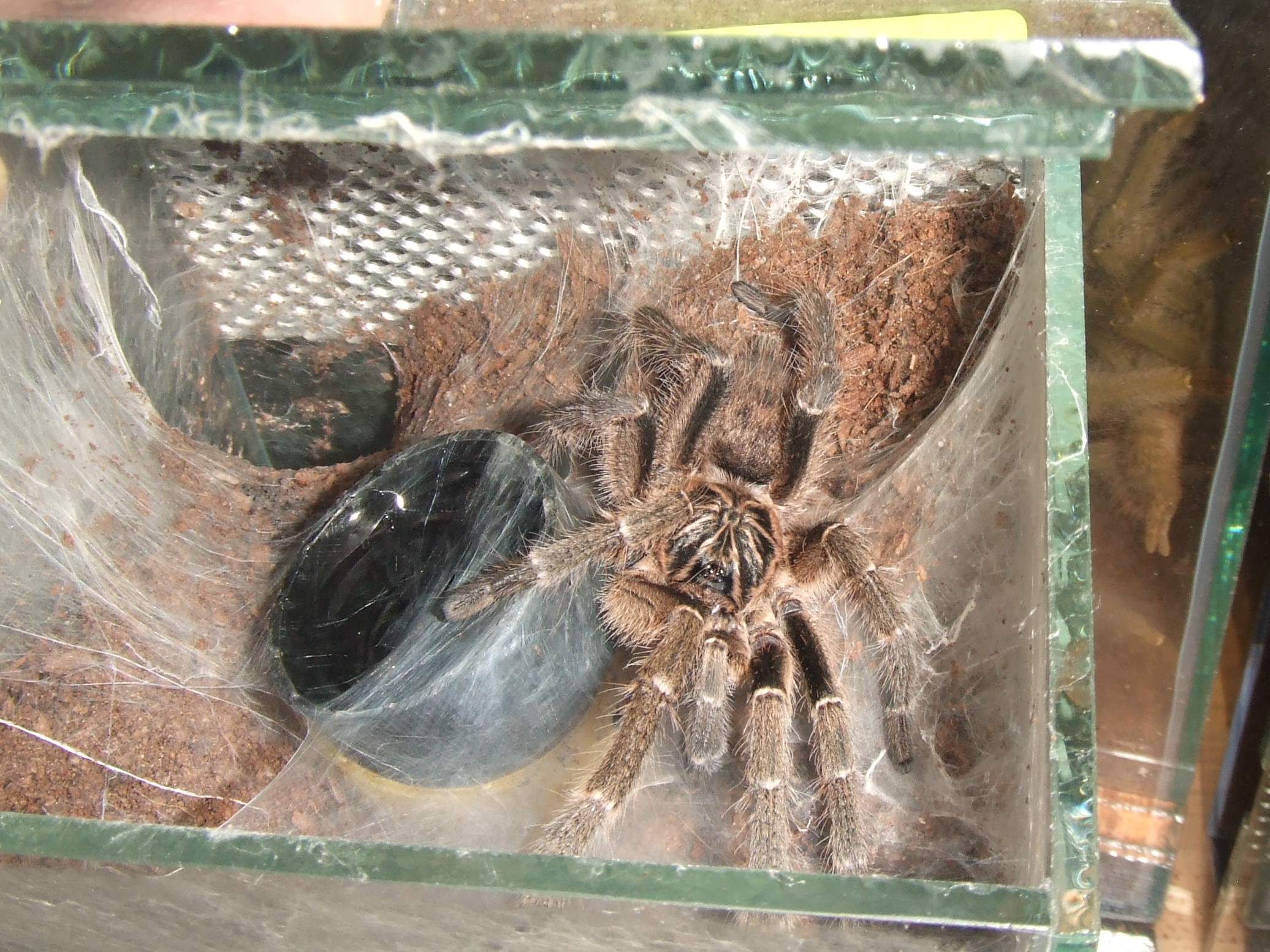 Ceratogyrus marshali - Shona