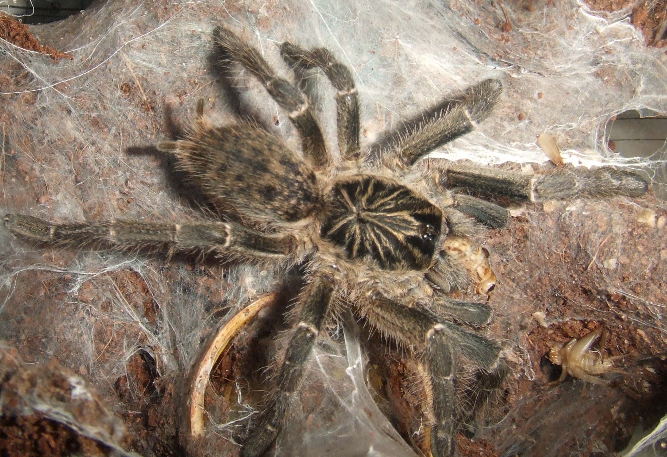 Ceratogyrus meridionalis - Rift