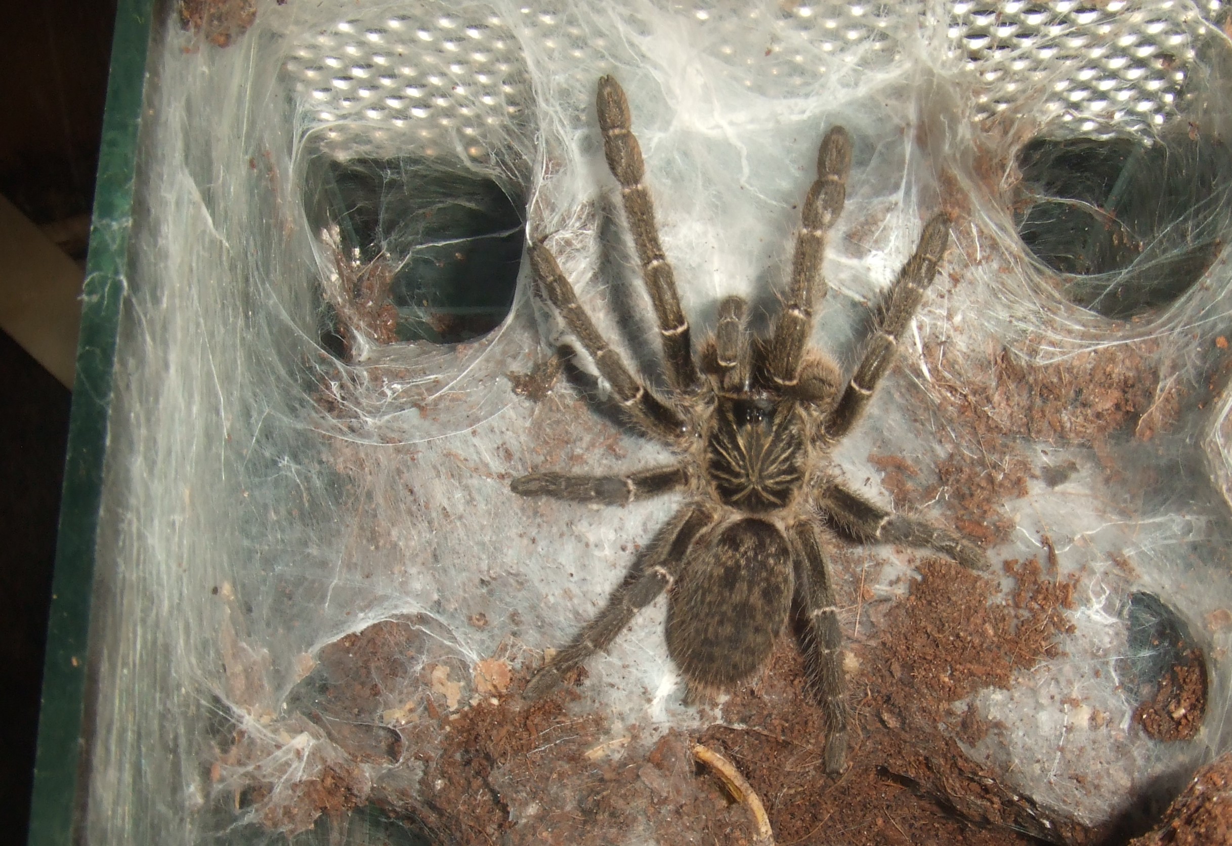 Ceratogyrus meridionalis - Rift