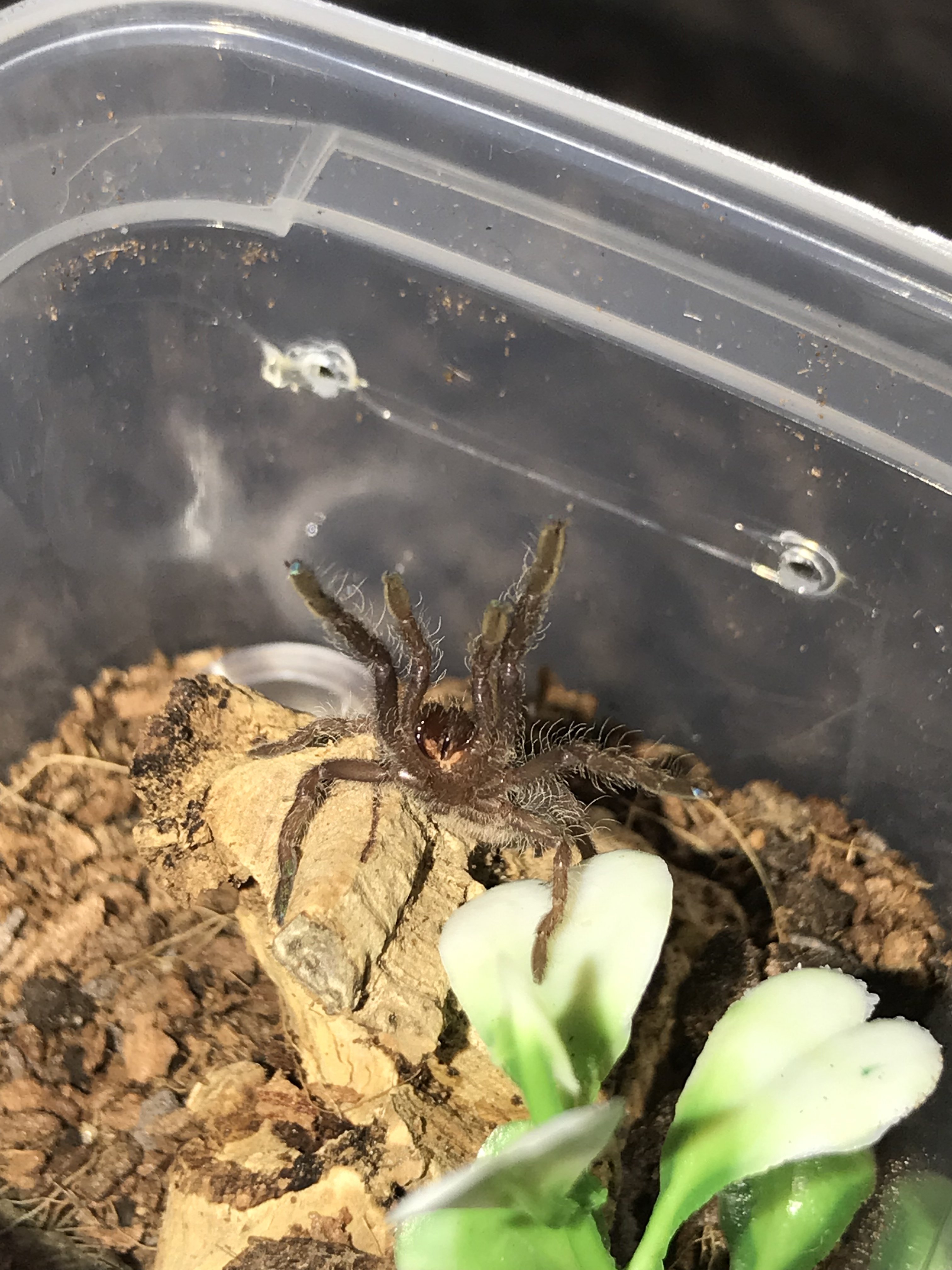 Ceratogyrus Meridionalis