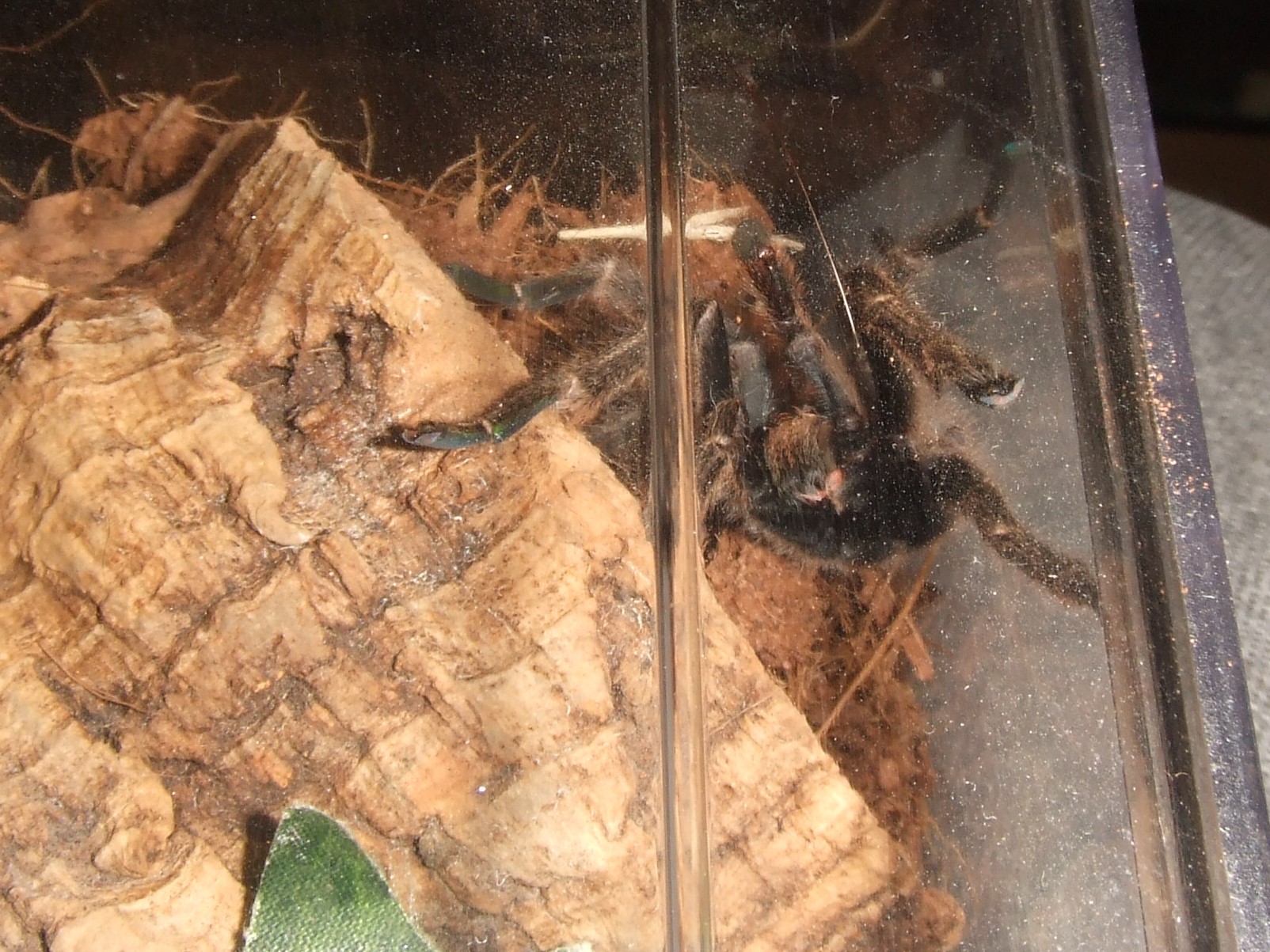 Ceratogyrus sanderi - Damara