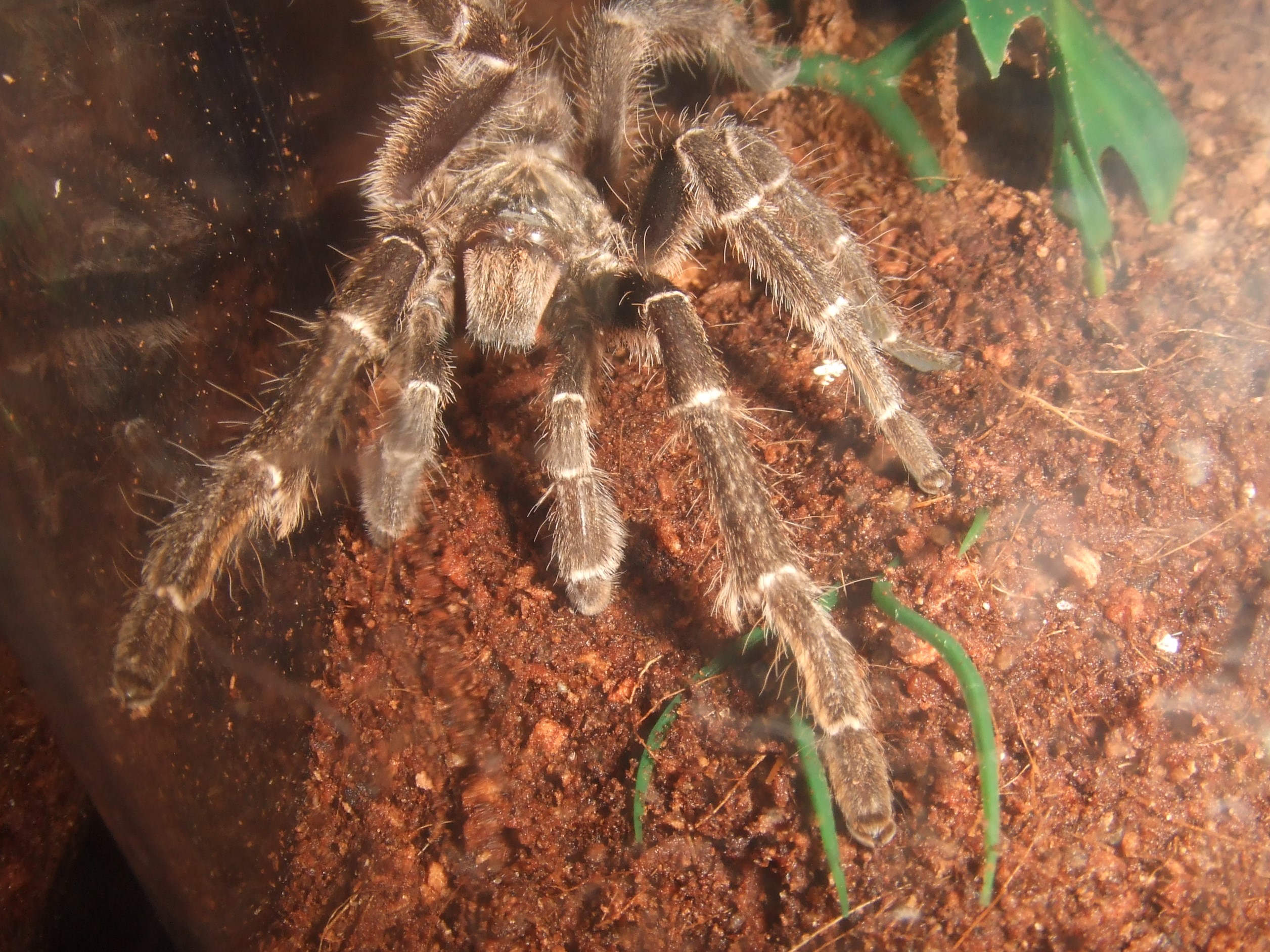 Ceratogyrus sp. Mozambique MM - Niassa
