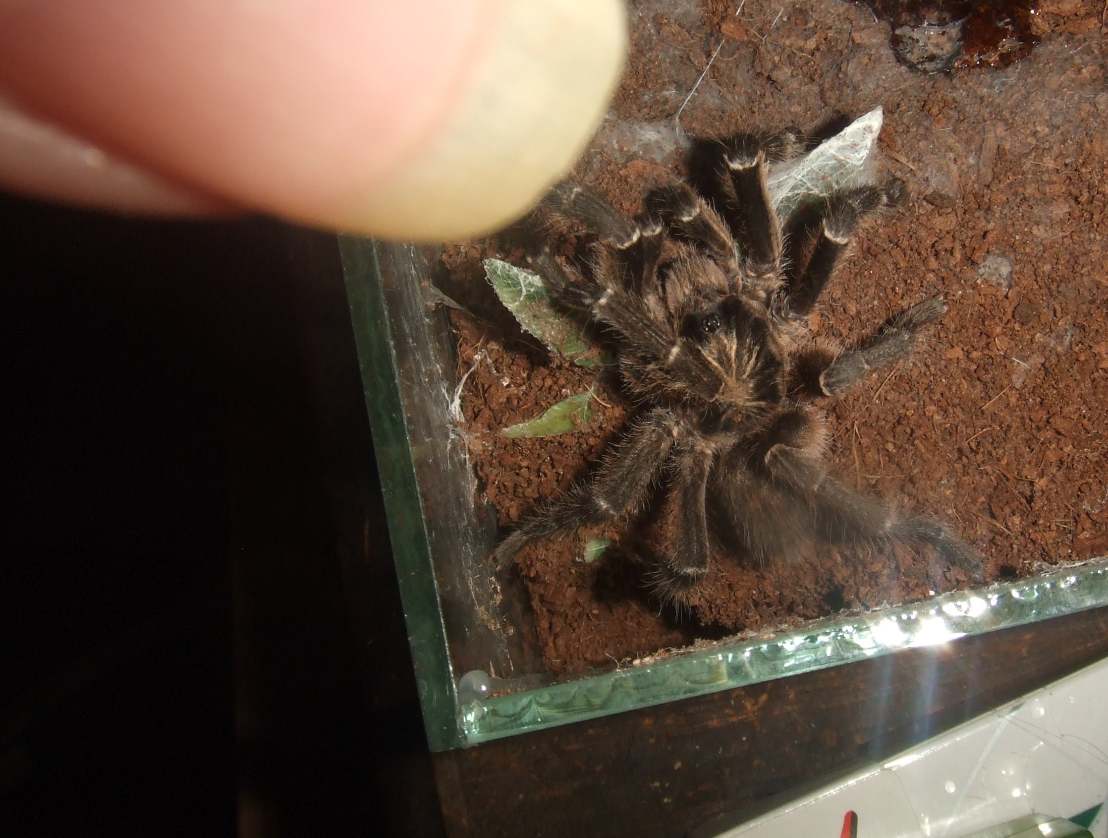 Ceratogyrus sp. Mozambique  - Niassa