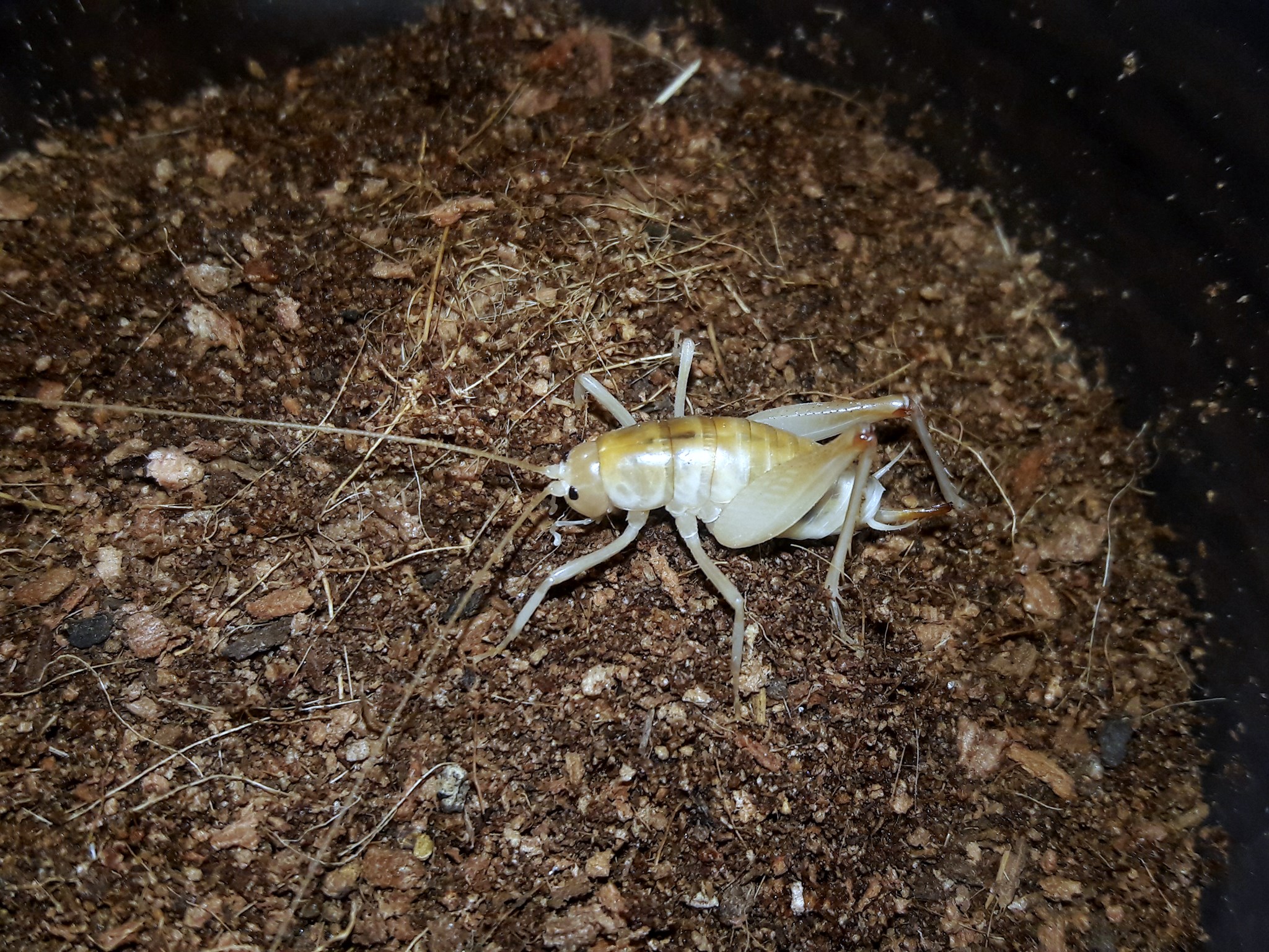 Ceuthophilus fossor- Desert camel cricket