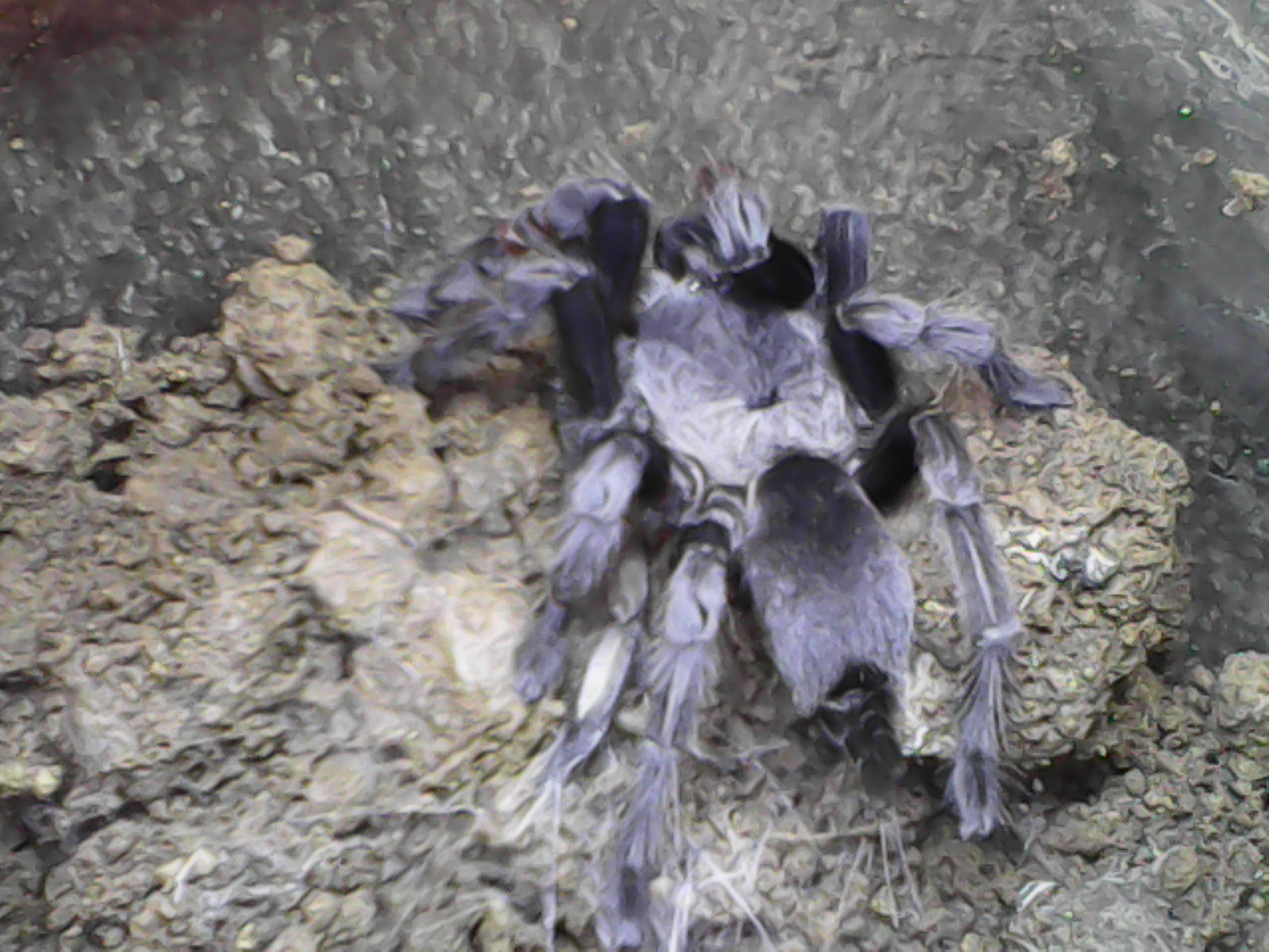 Chaetopelma olivaceum From Himalayas Pakistan..